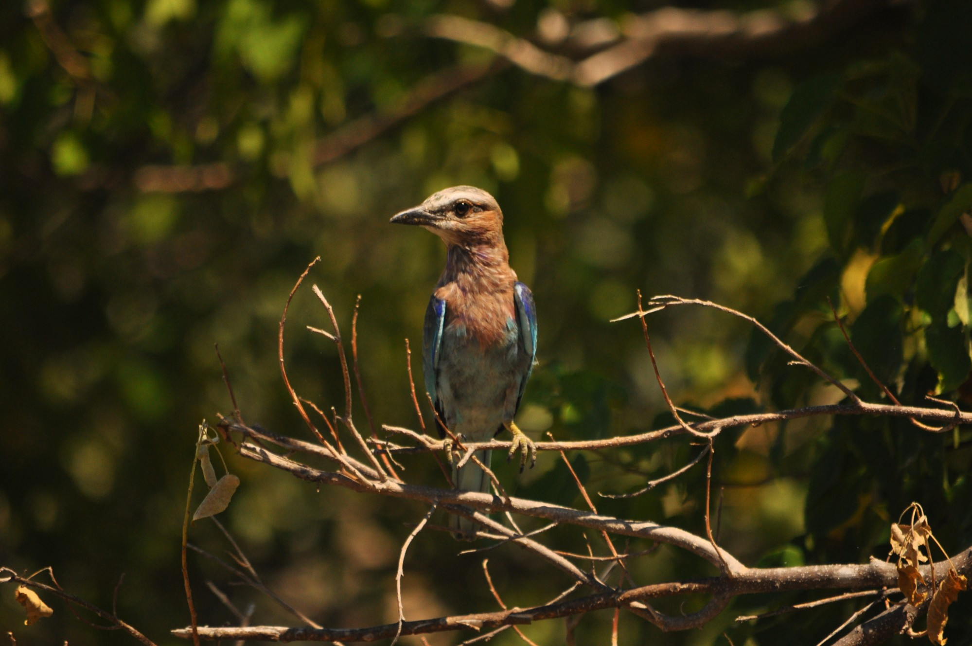 Namibia