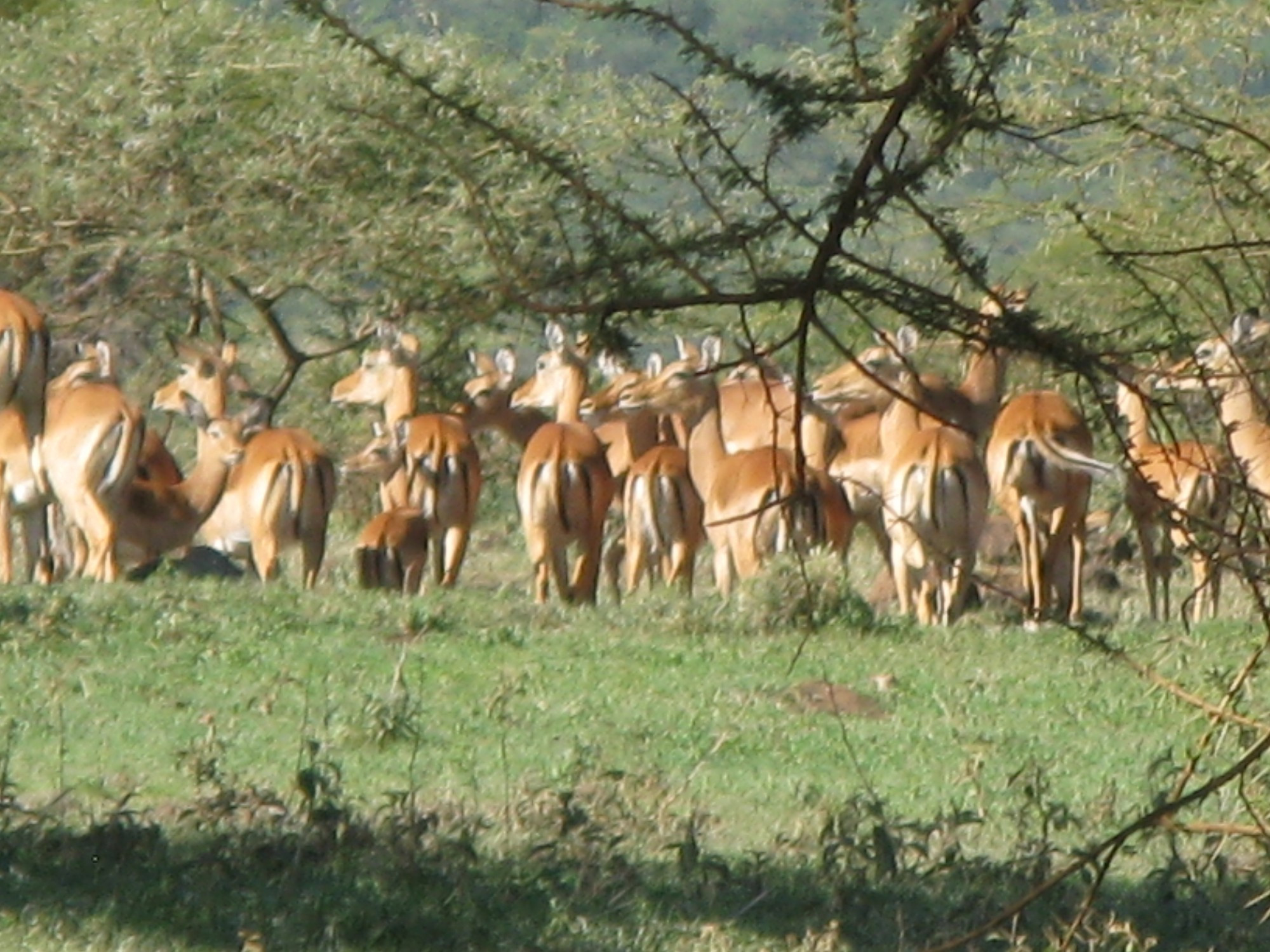 Tanzania