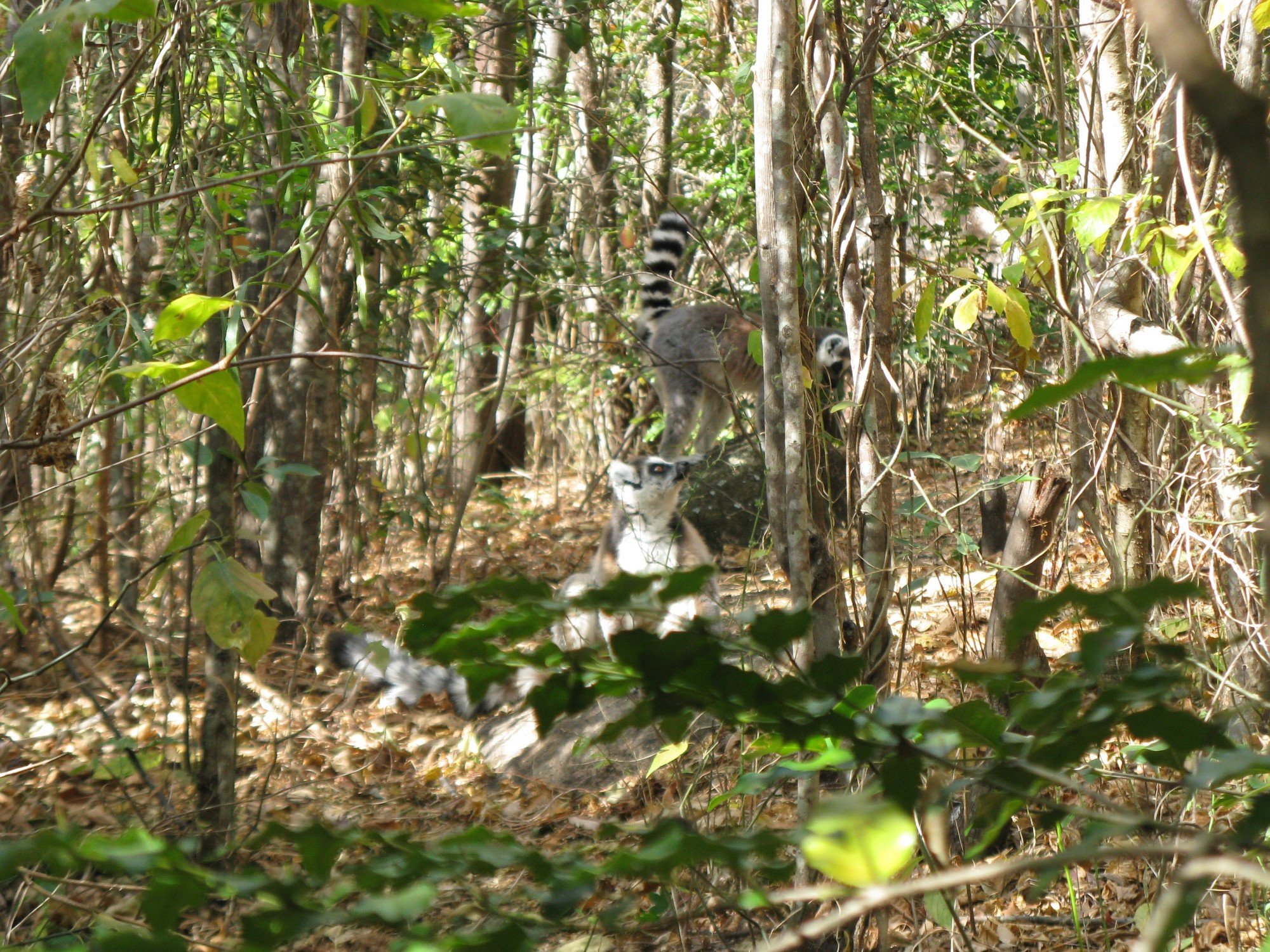 Madagascar