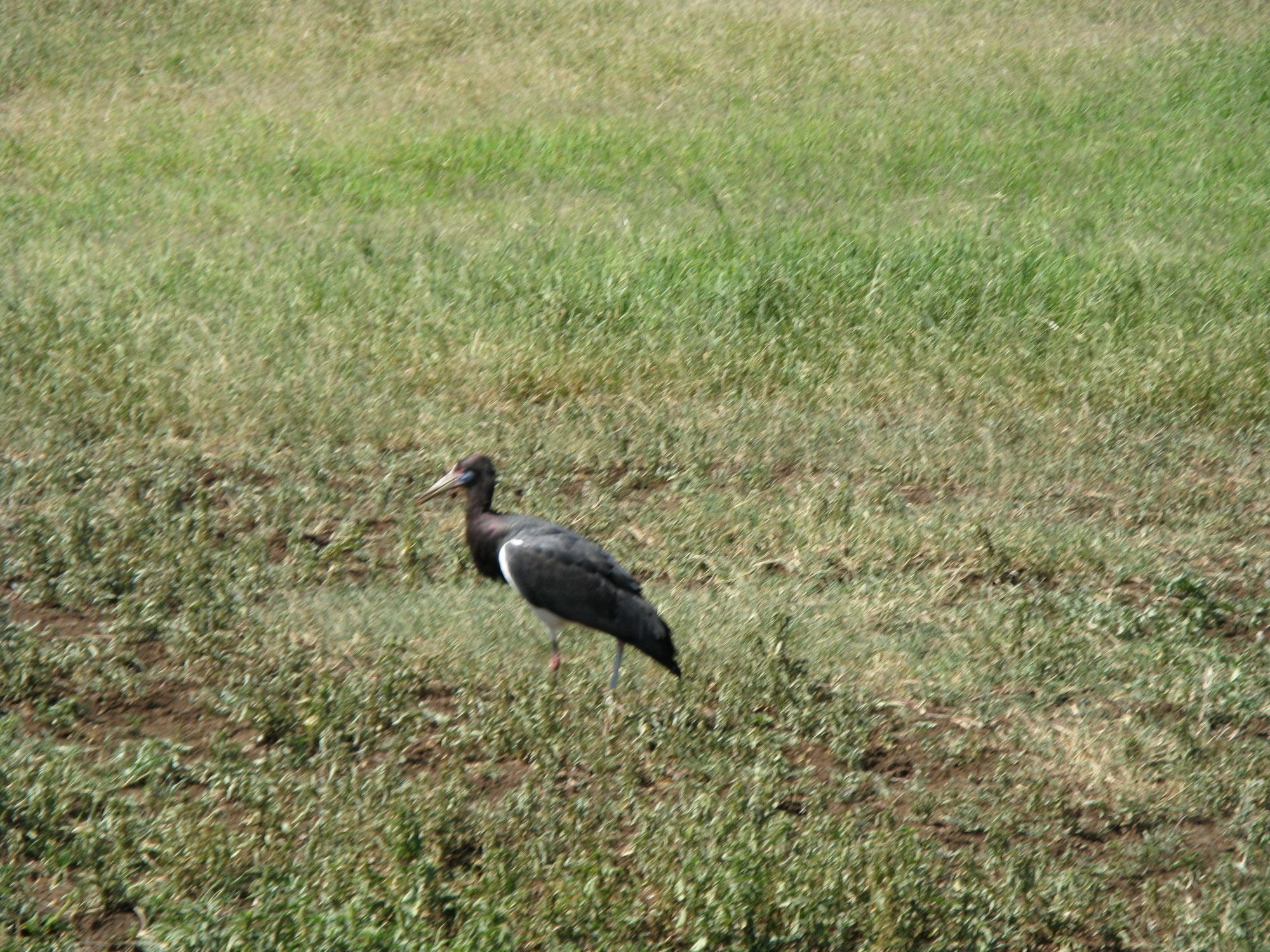 Tanzania