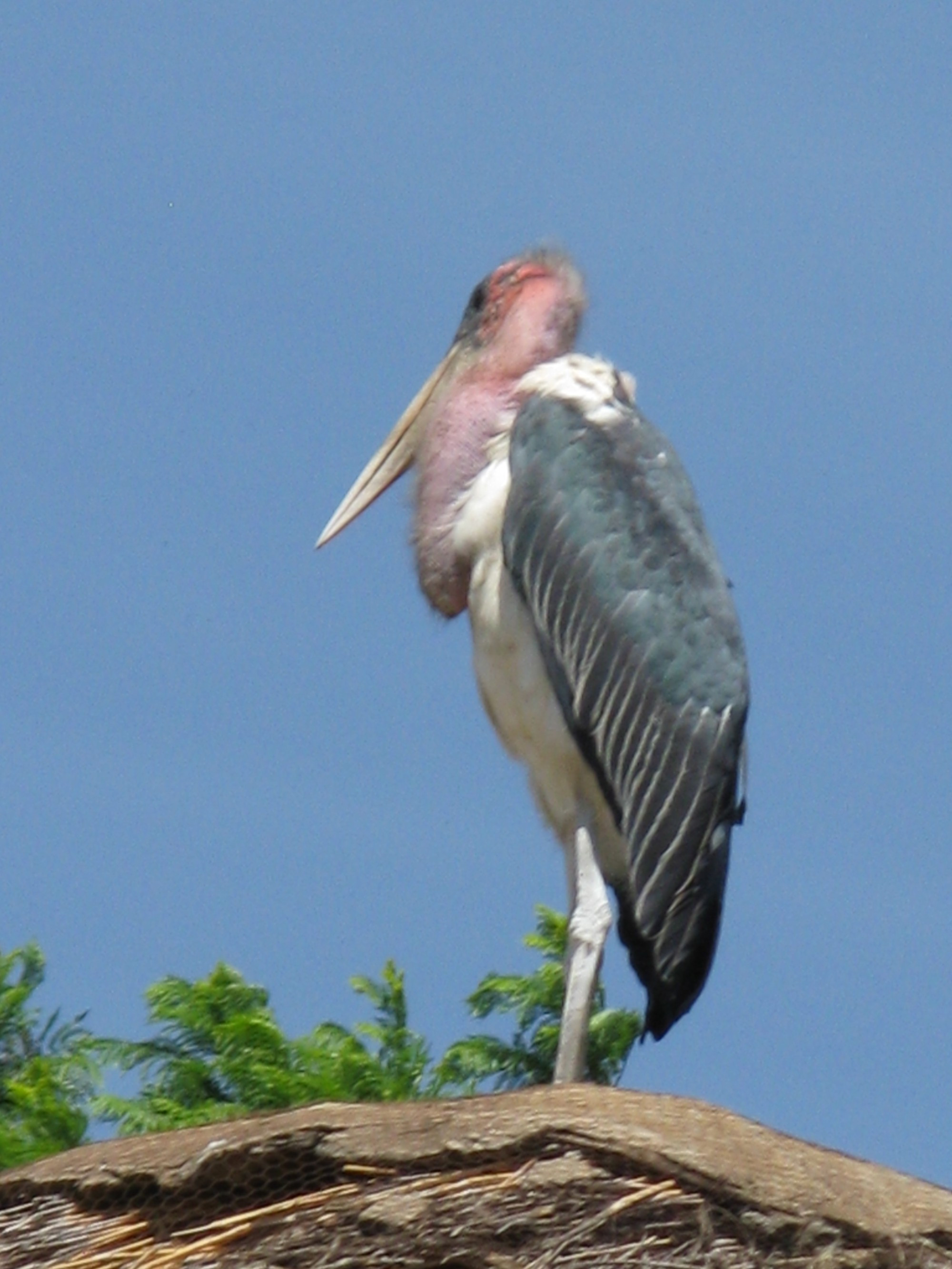 Tanzania