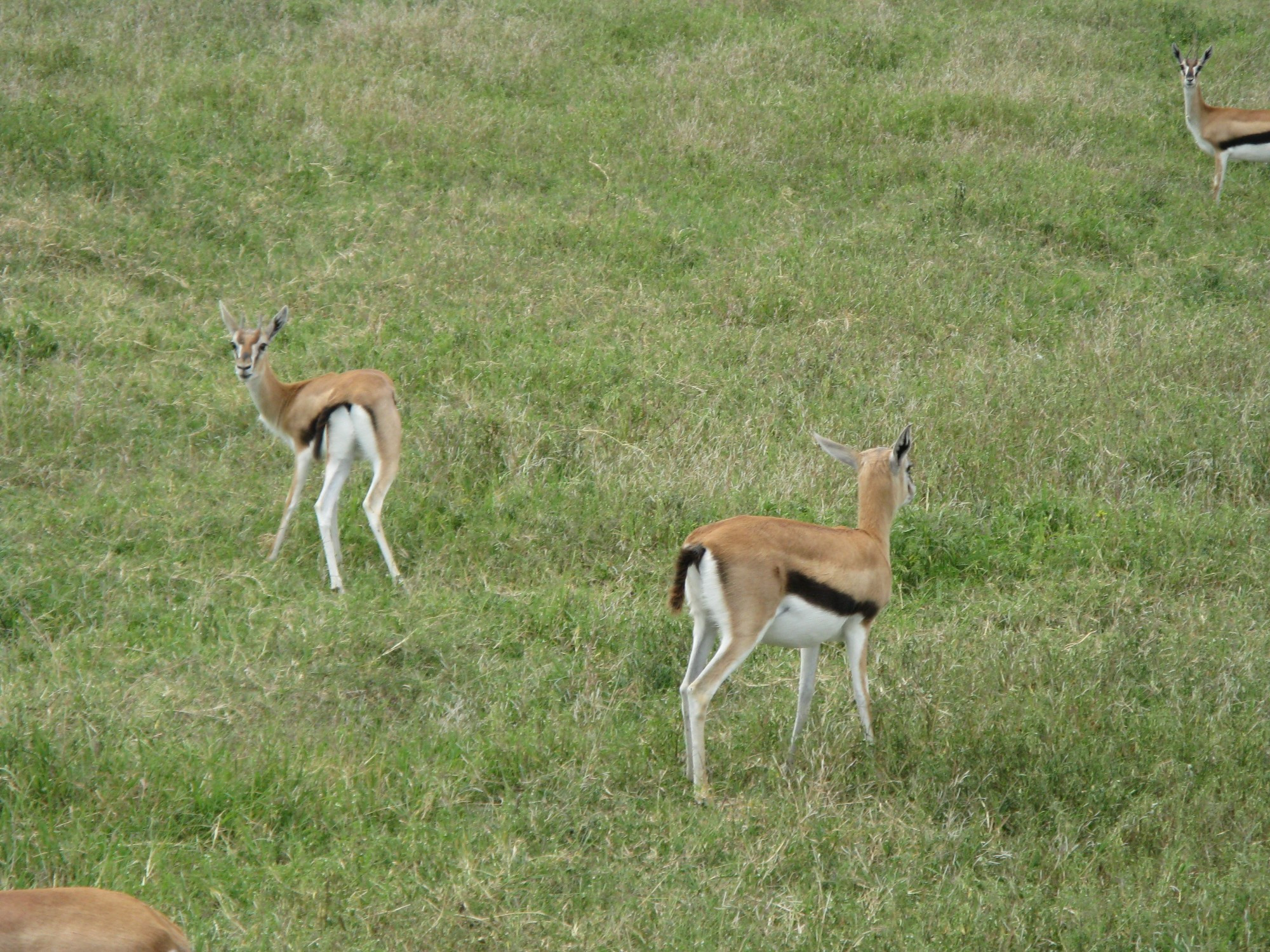 Tanzania