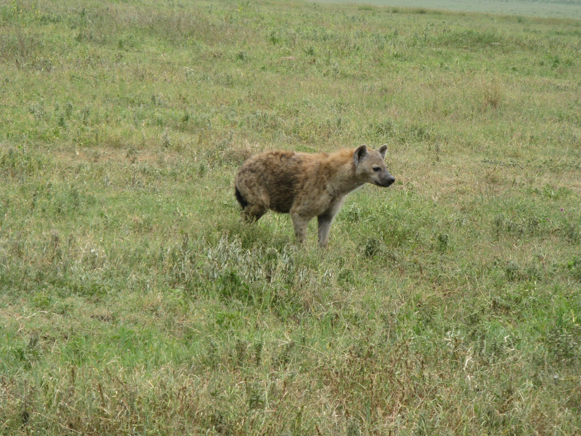 Tanzania