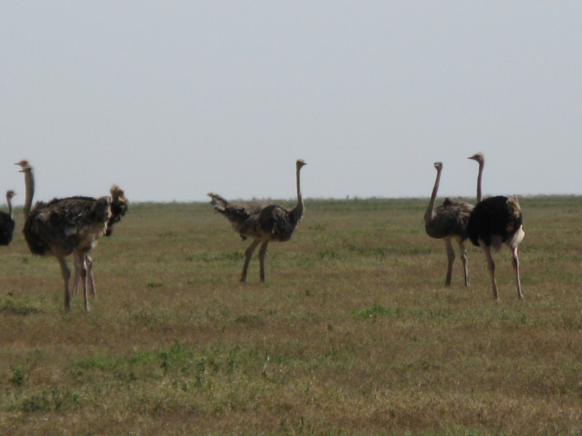 Tanzania