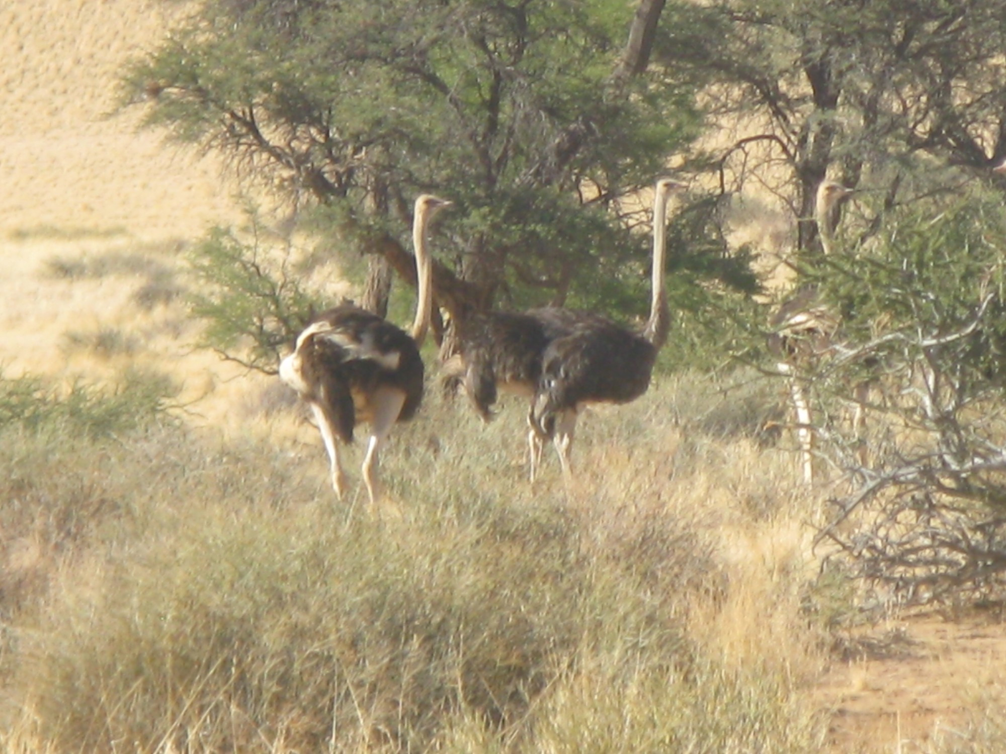 Namibia