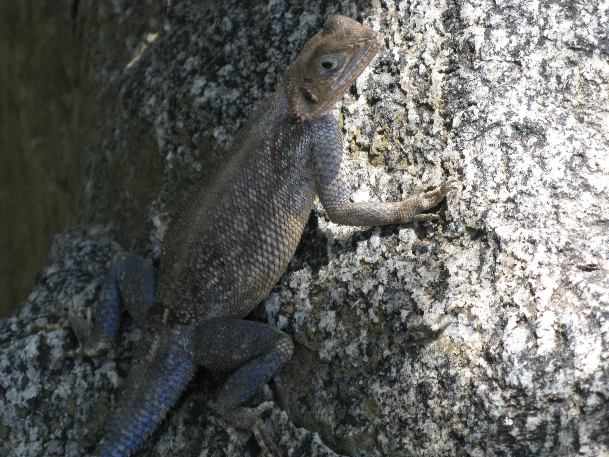 Tanzania