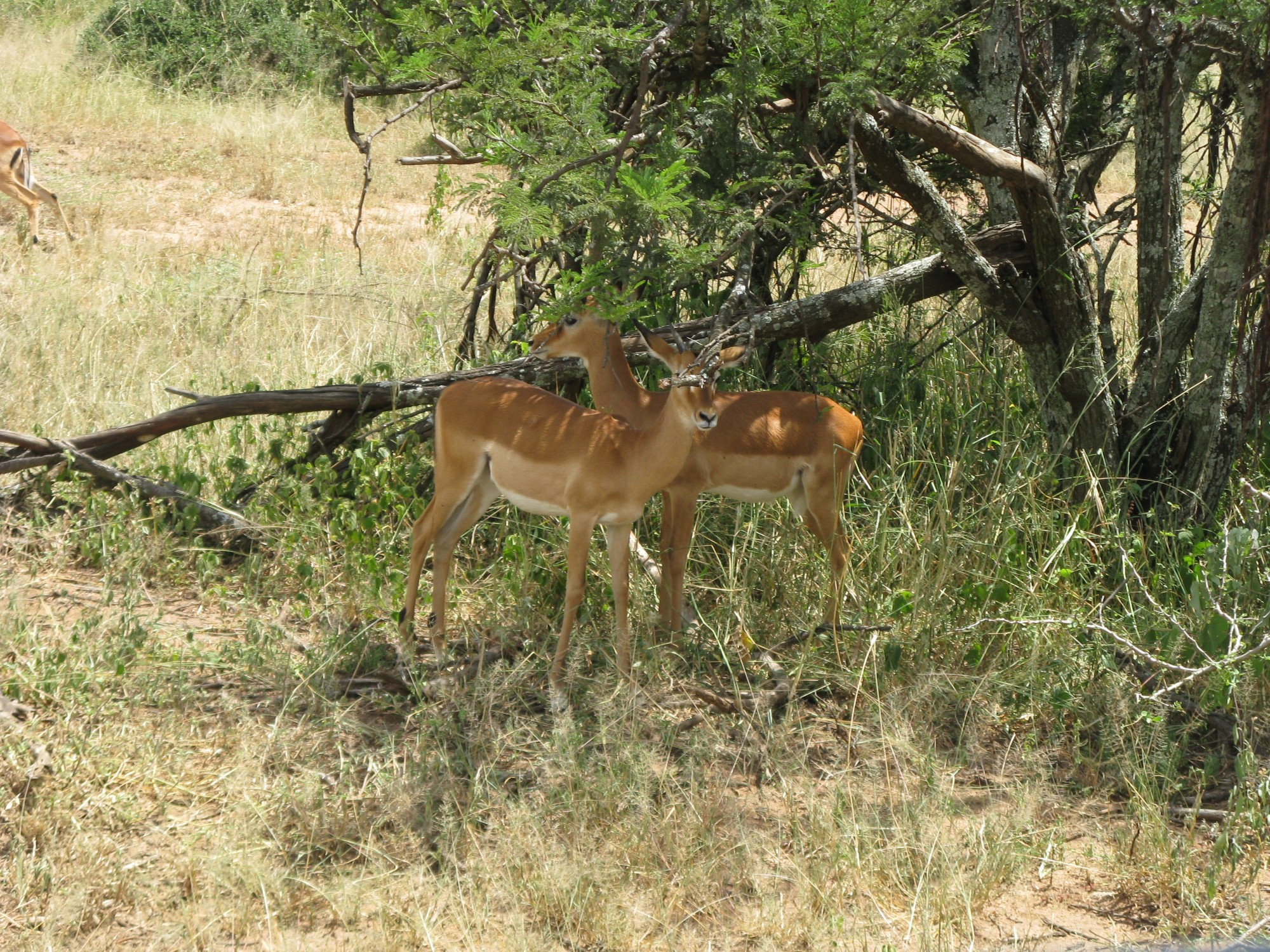 Tanzania