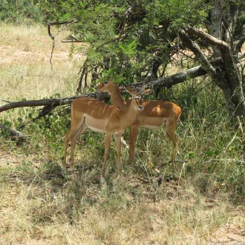 Tanzania