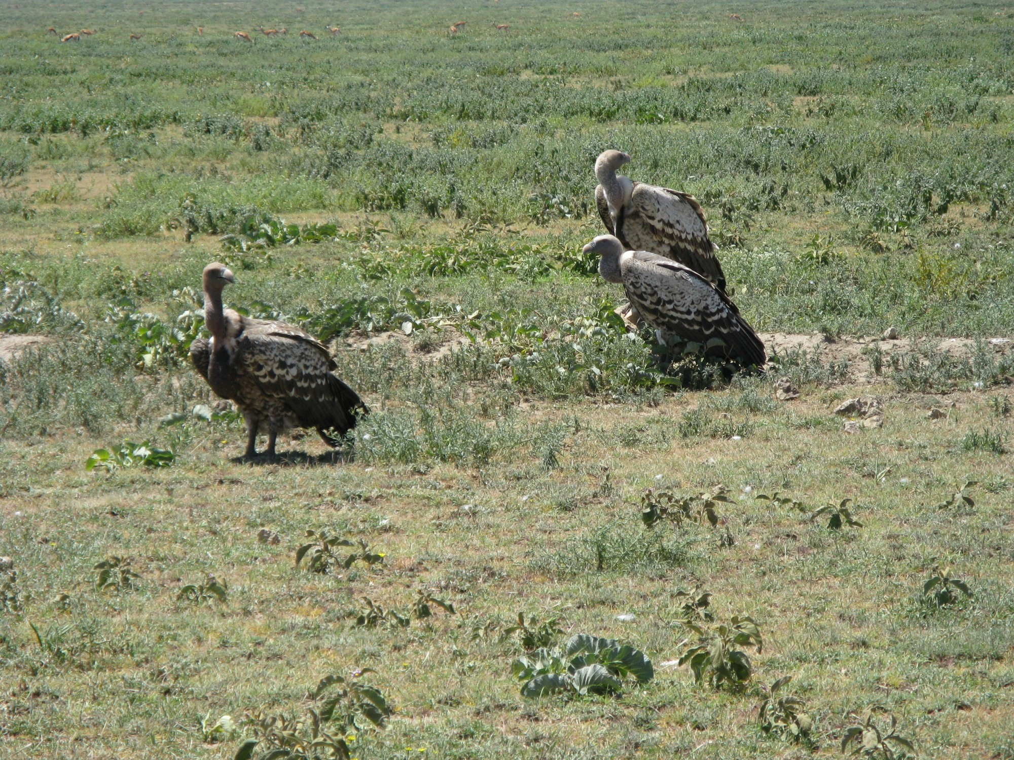 Tanzania