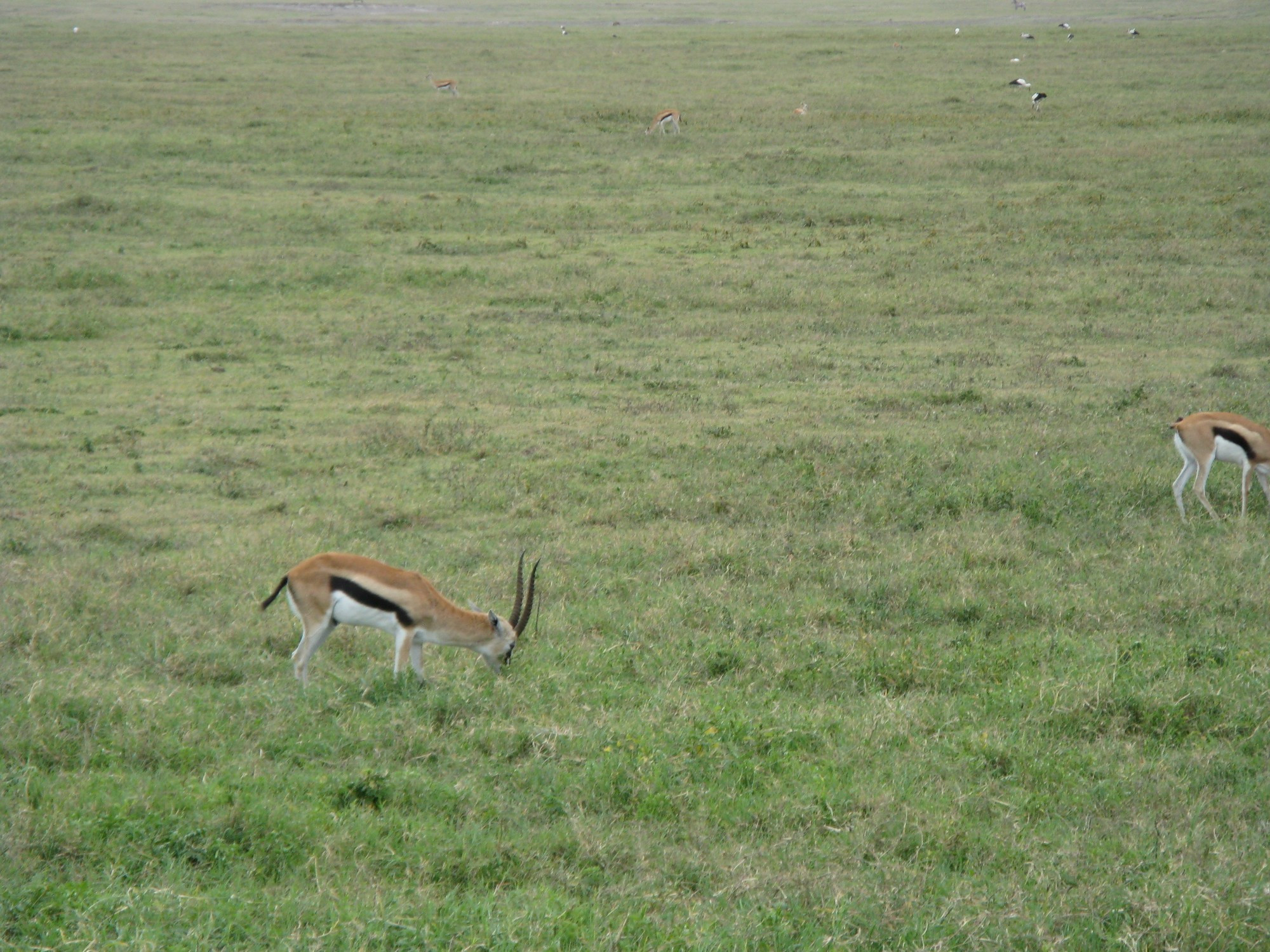 Tanzania