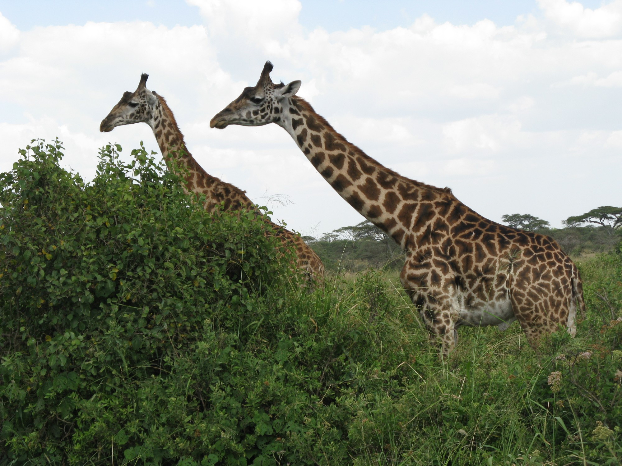 Tanzania