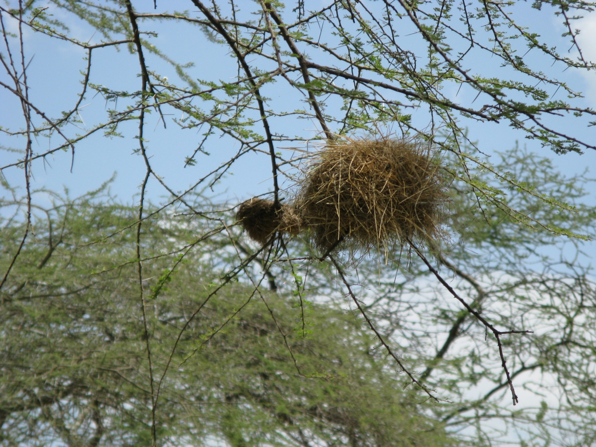 Tanzania