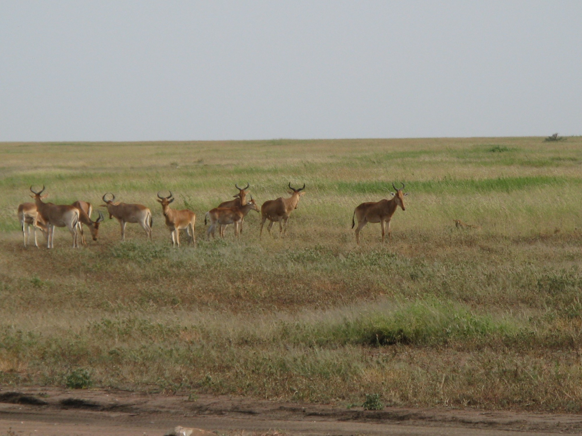 Tanzania