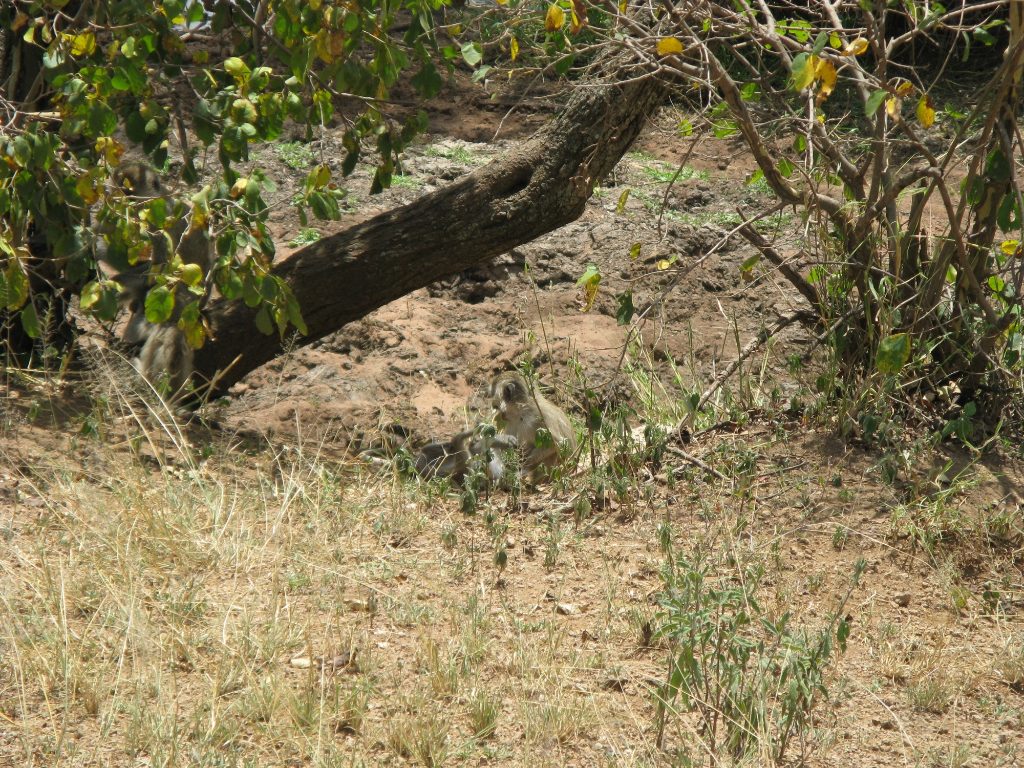 Tanzania