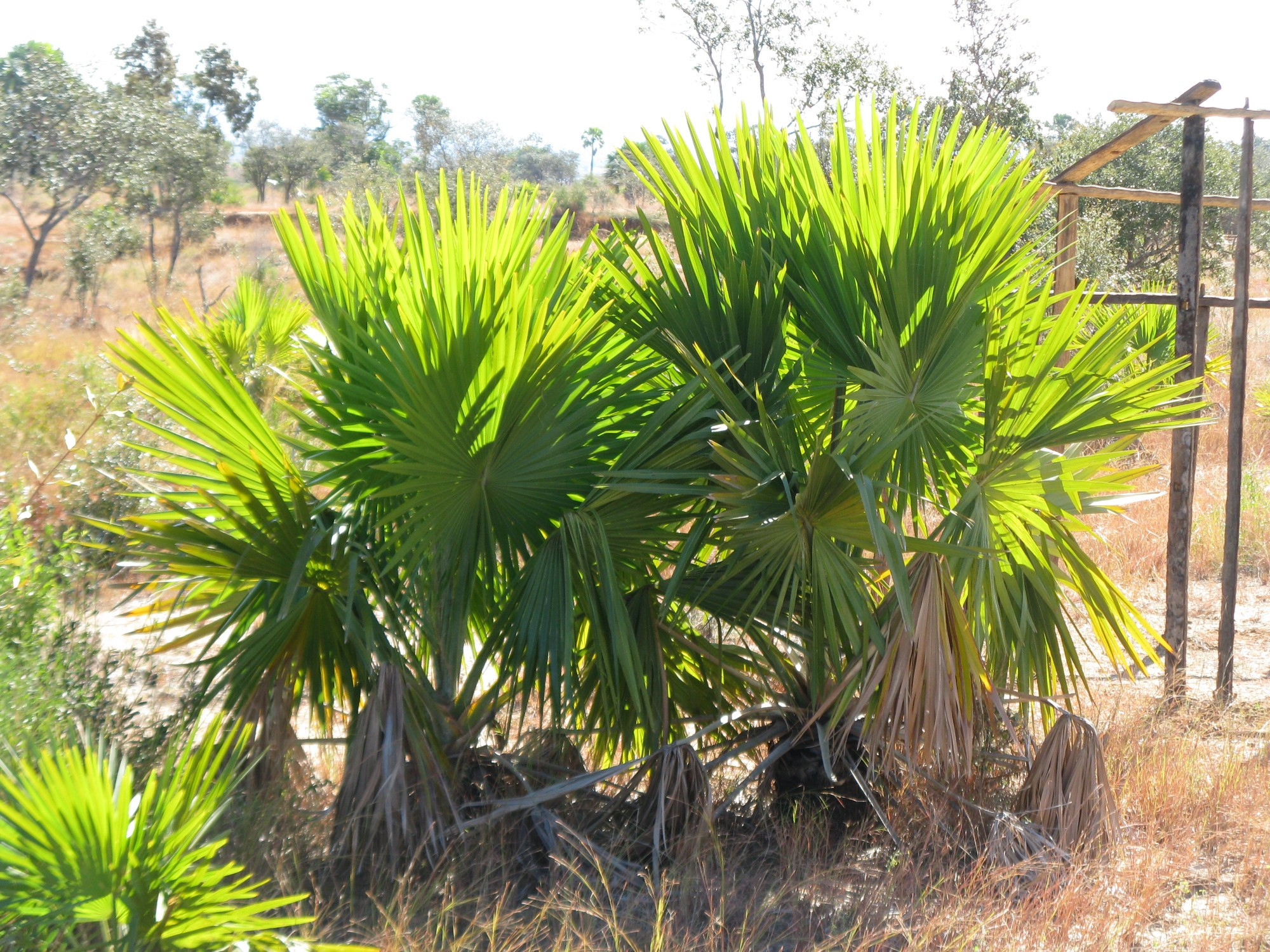 Madagascar