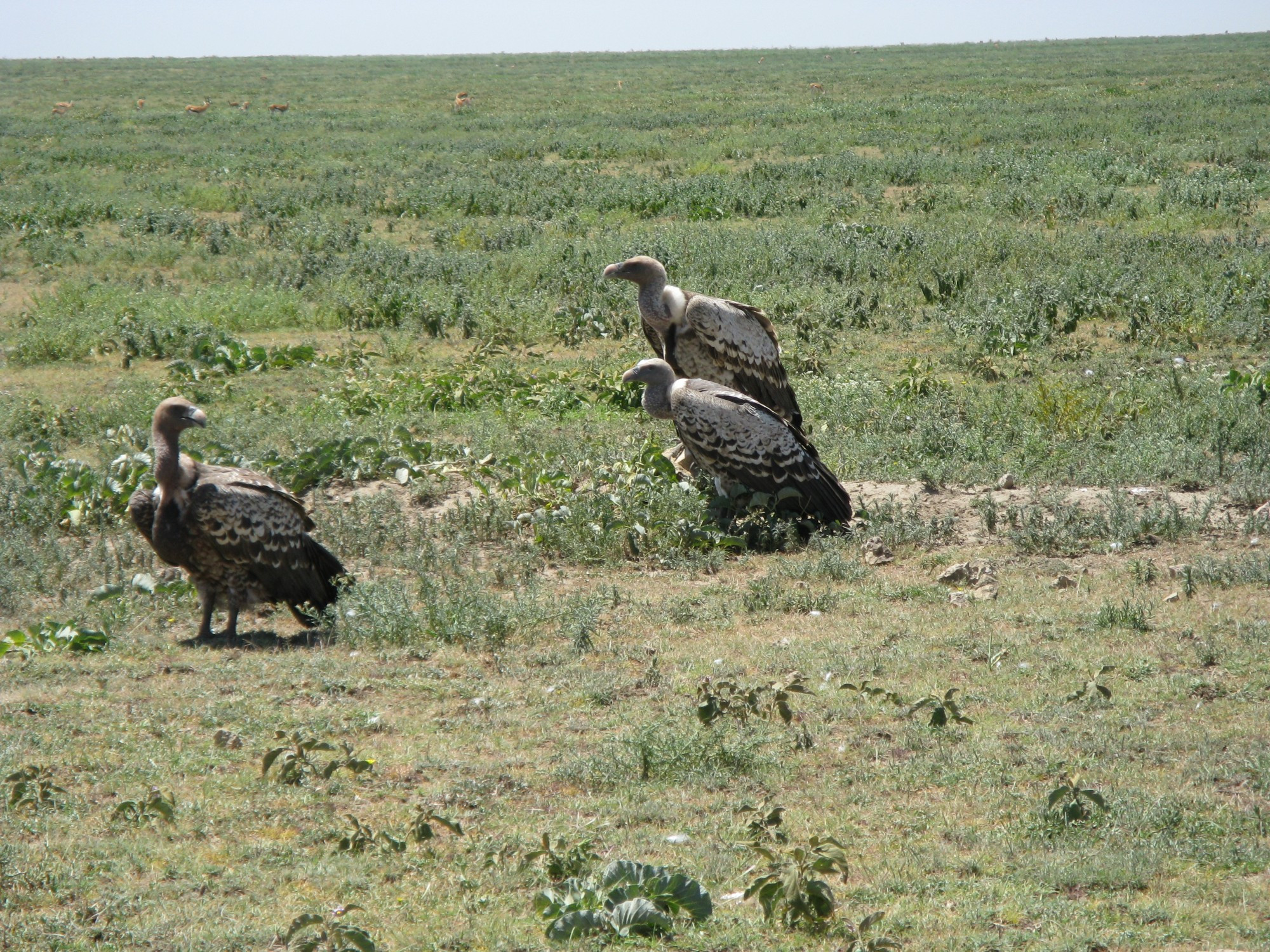 Tanzania