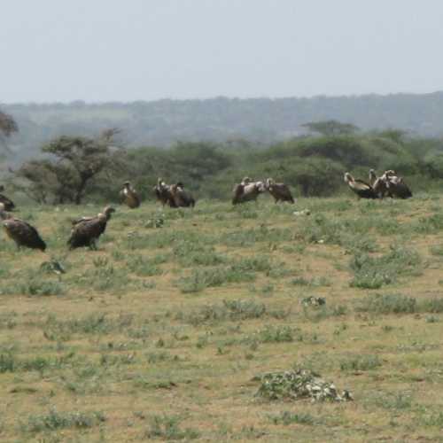 Tanzania