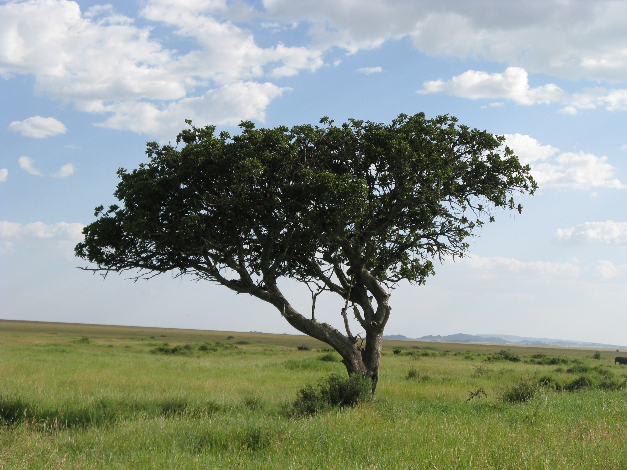 Tanzania