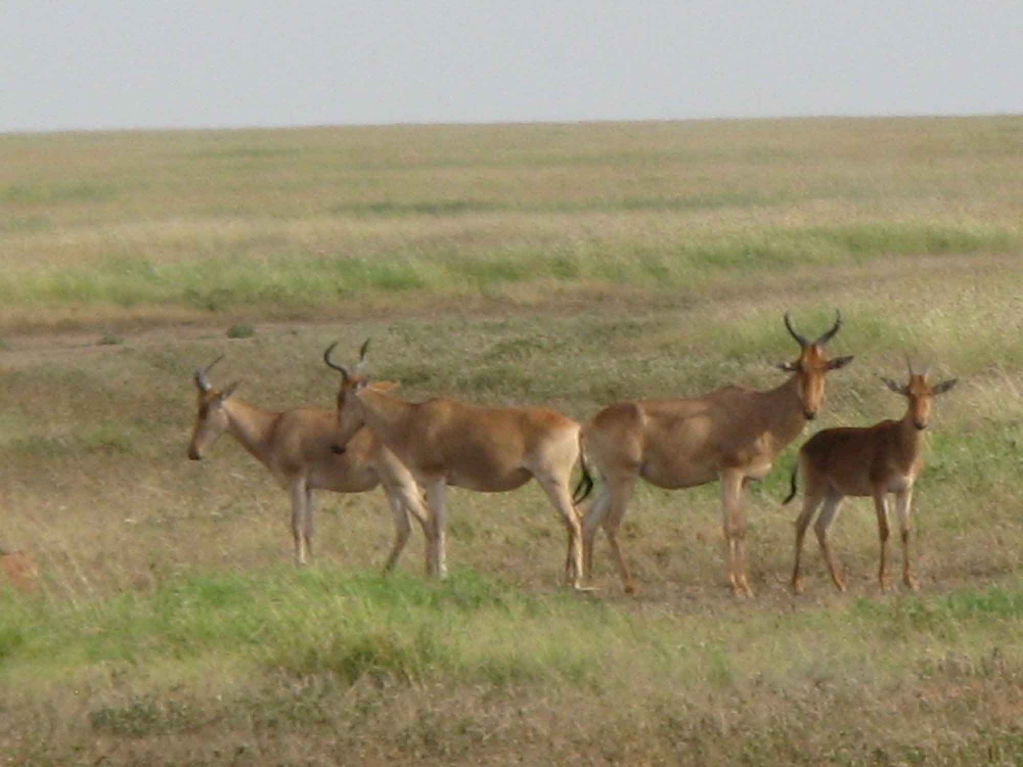 Tanzania