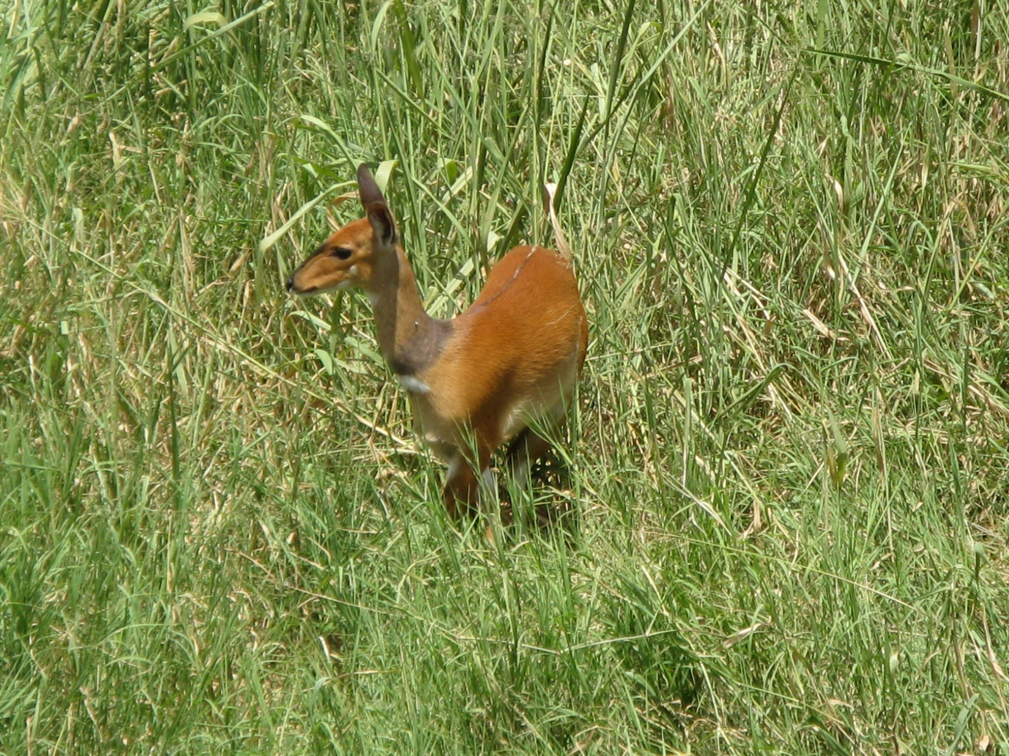 Tanzania