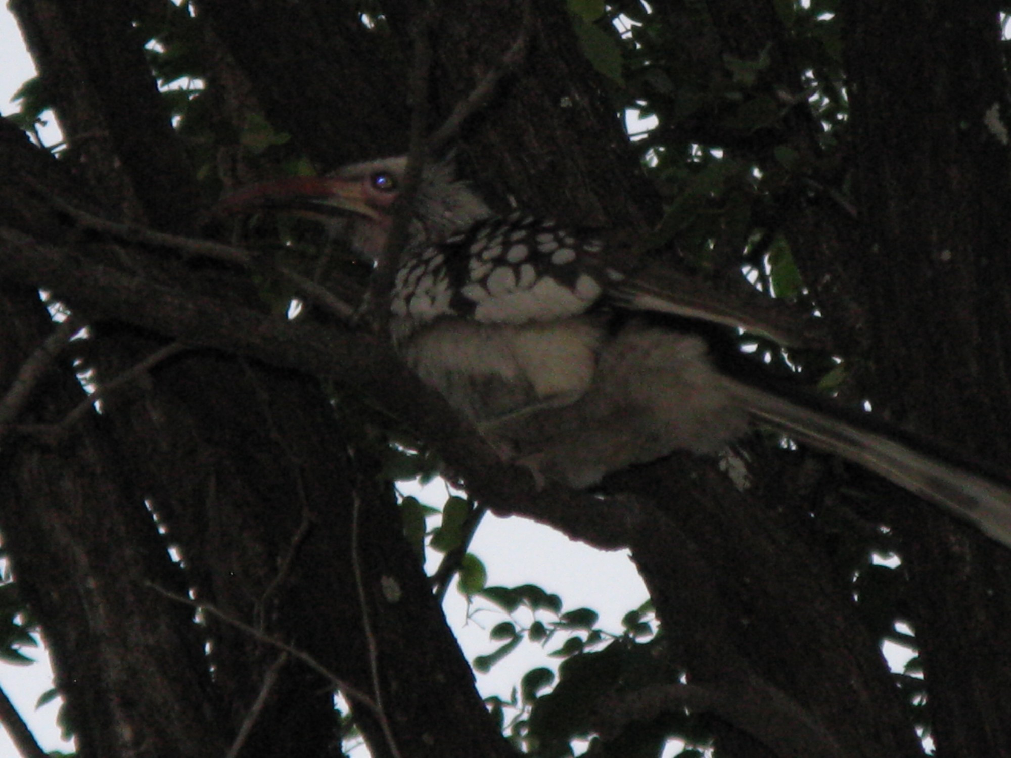 Botswana