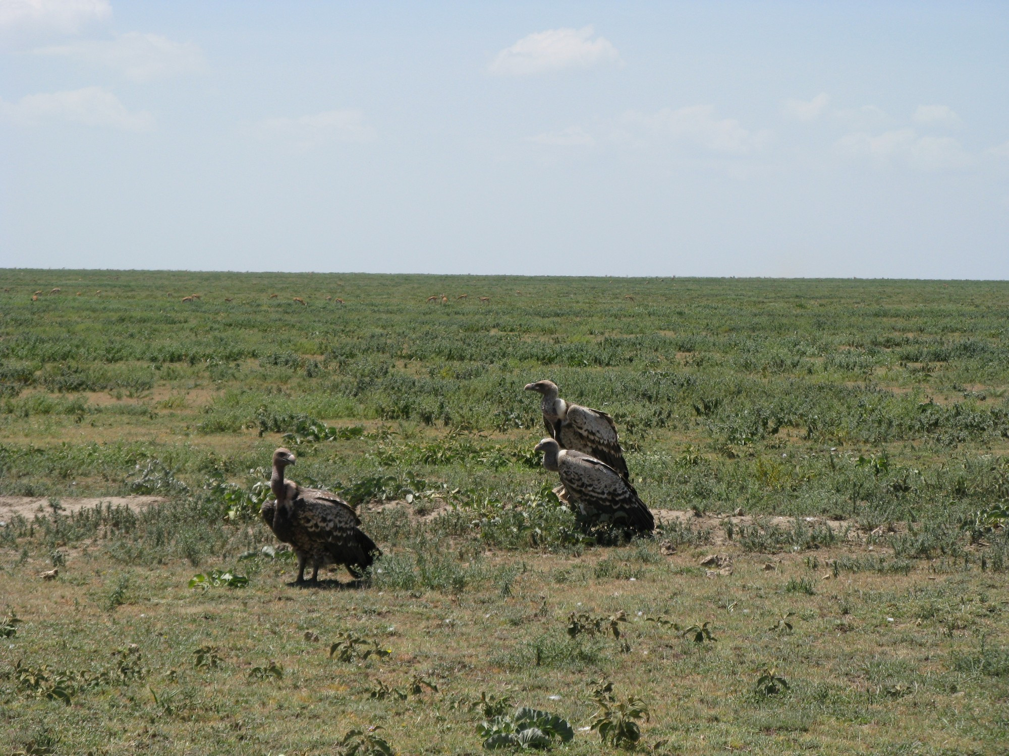 Tanzania