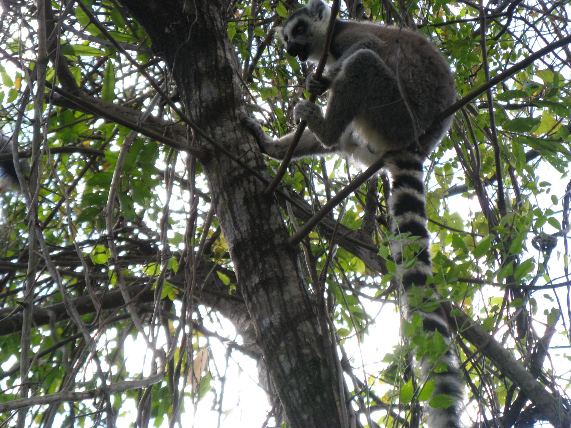 Madagascar