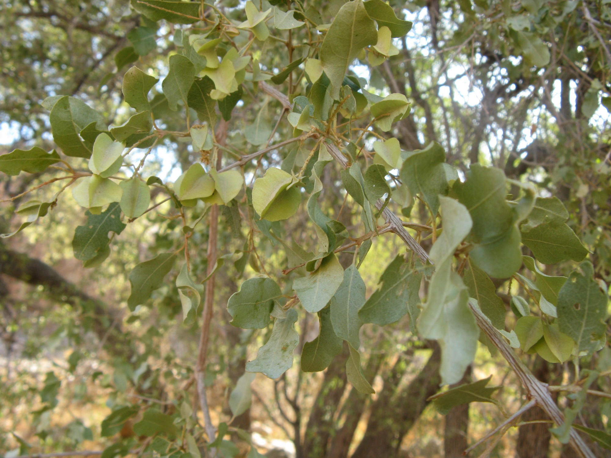 Namibia