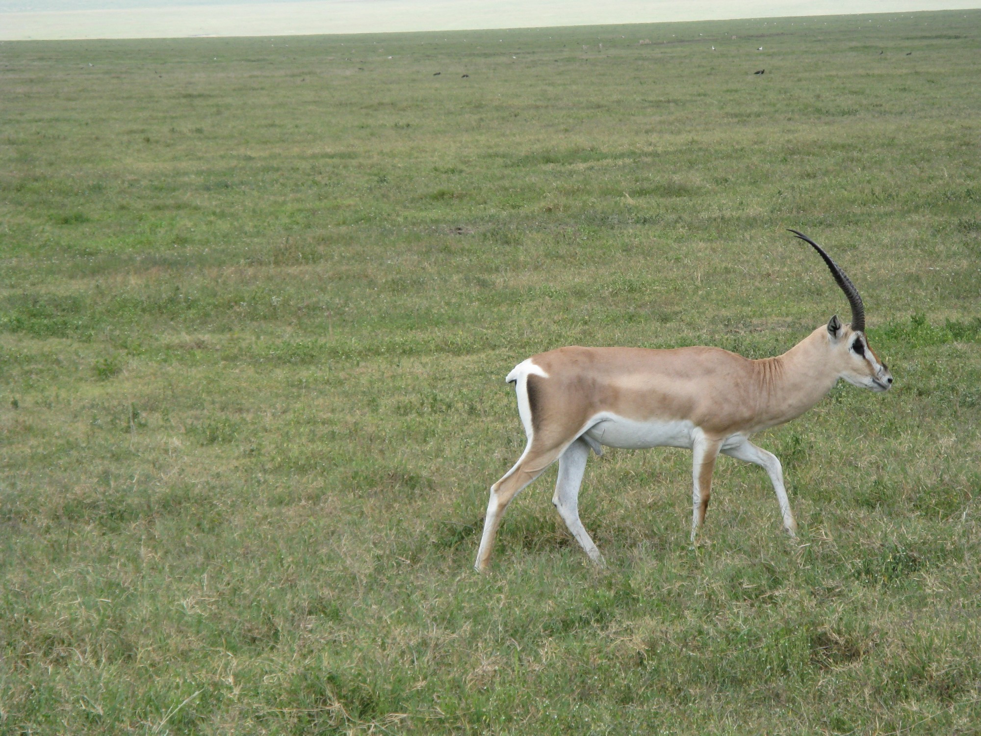 Tanzania