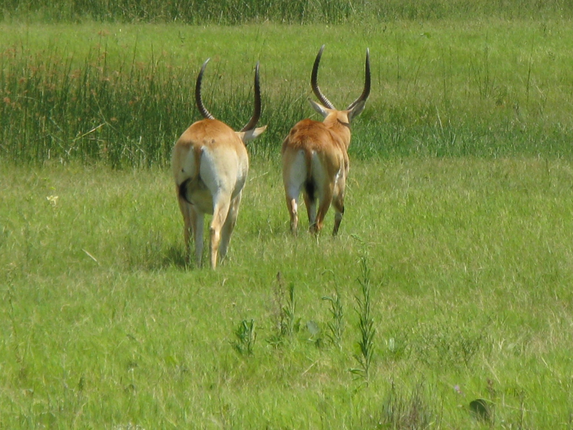 Botswana