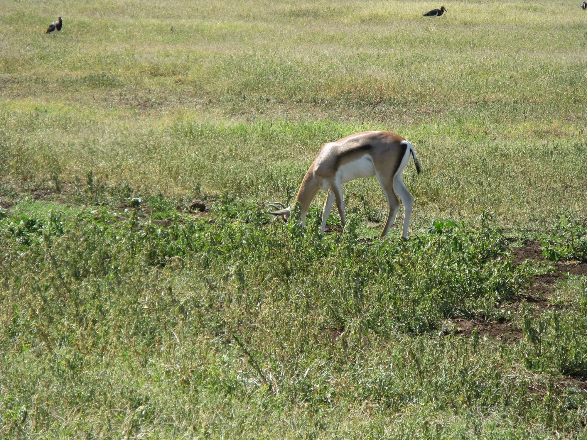 Tanzania