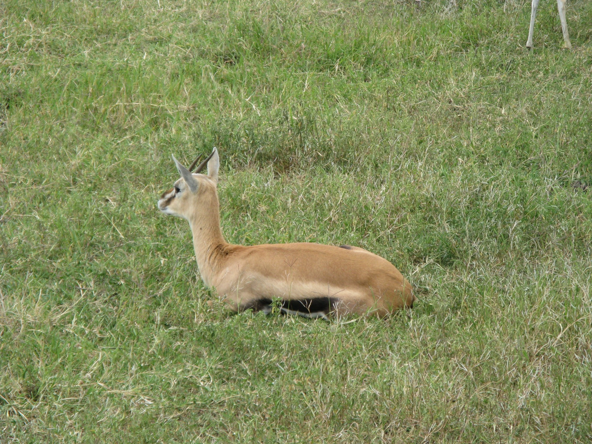 Tanzania