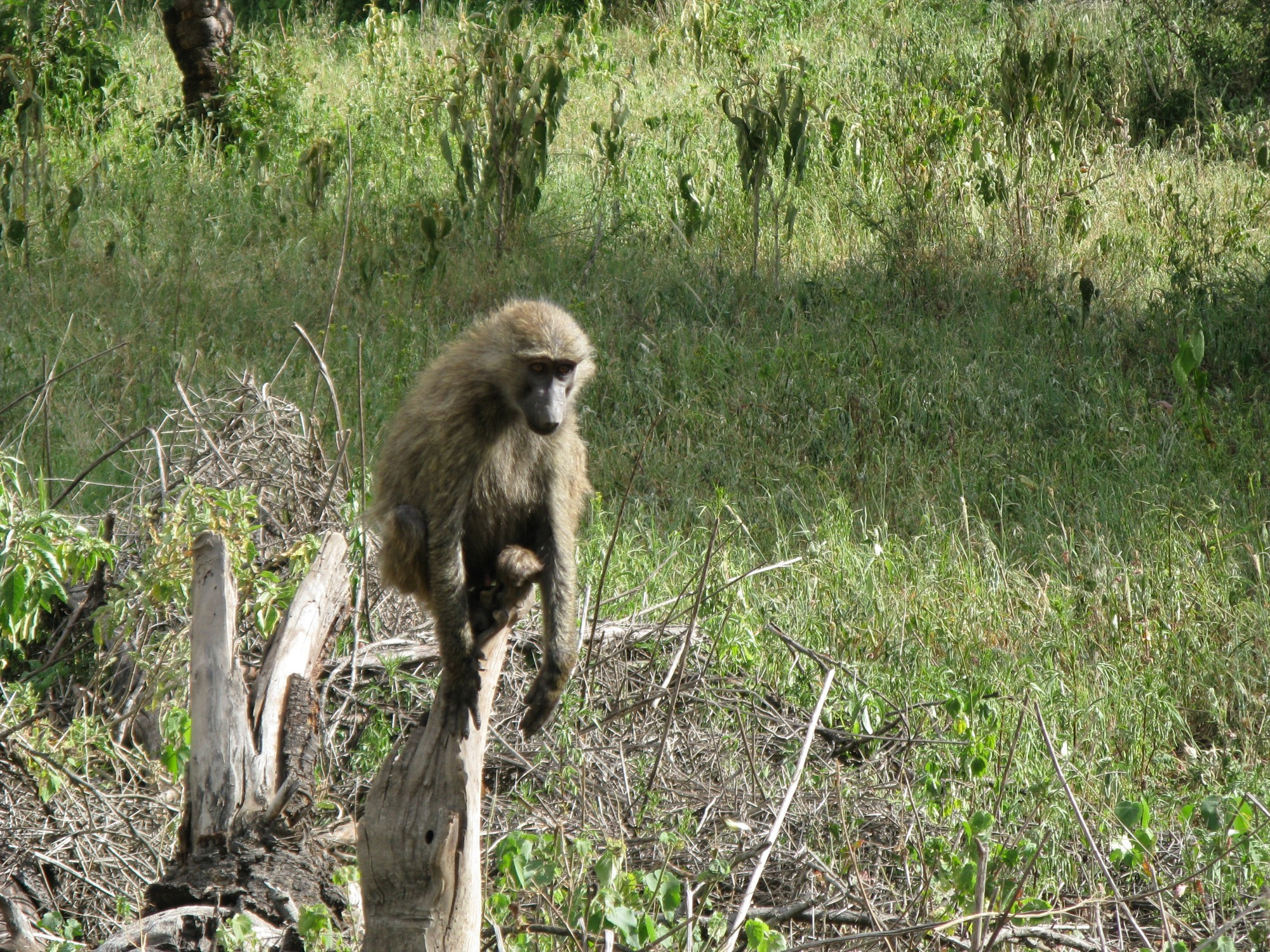 Tanzania