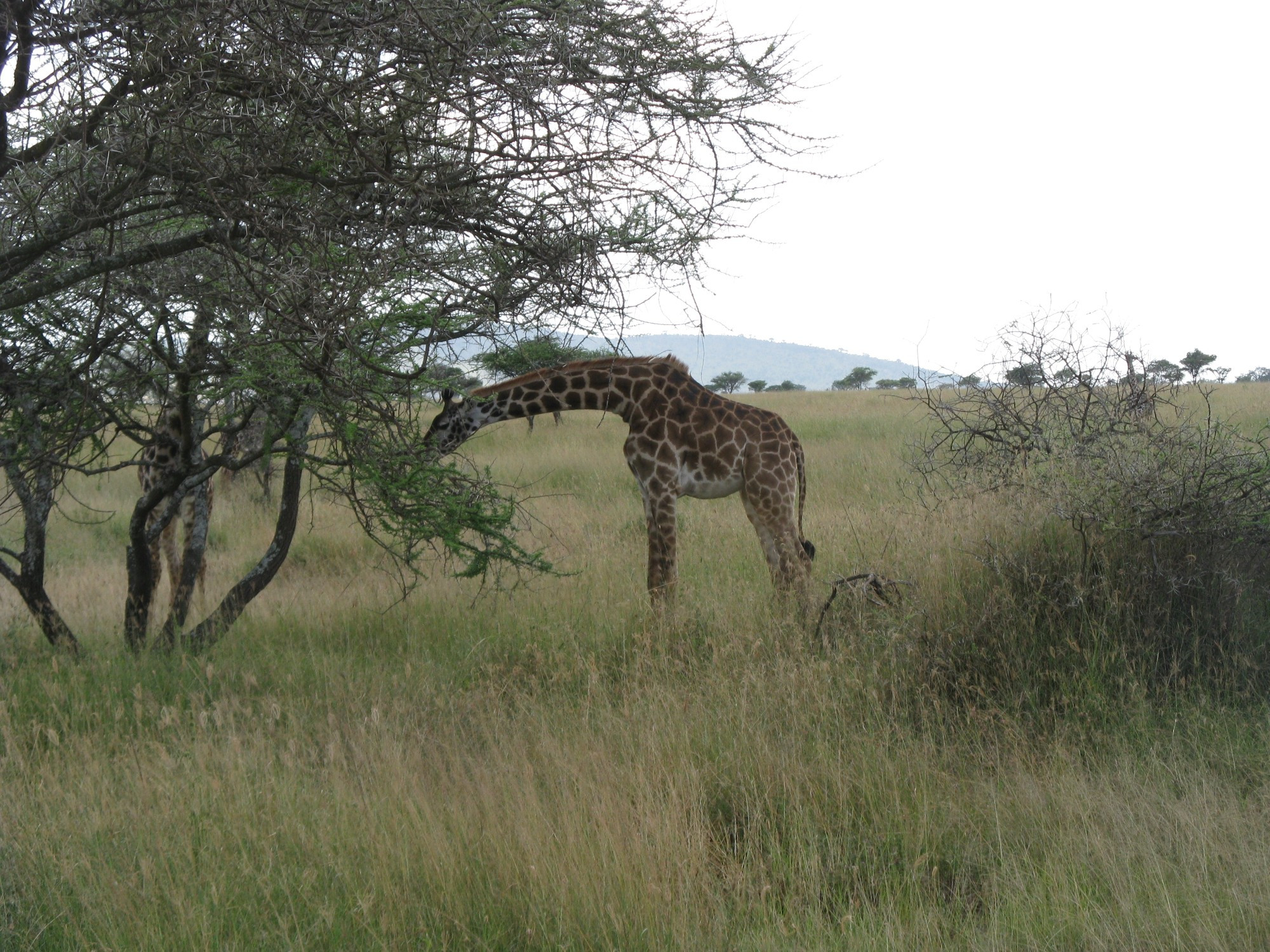 Tanzania