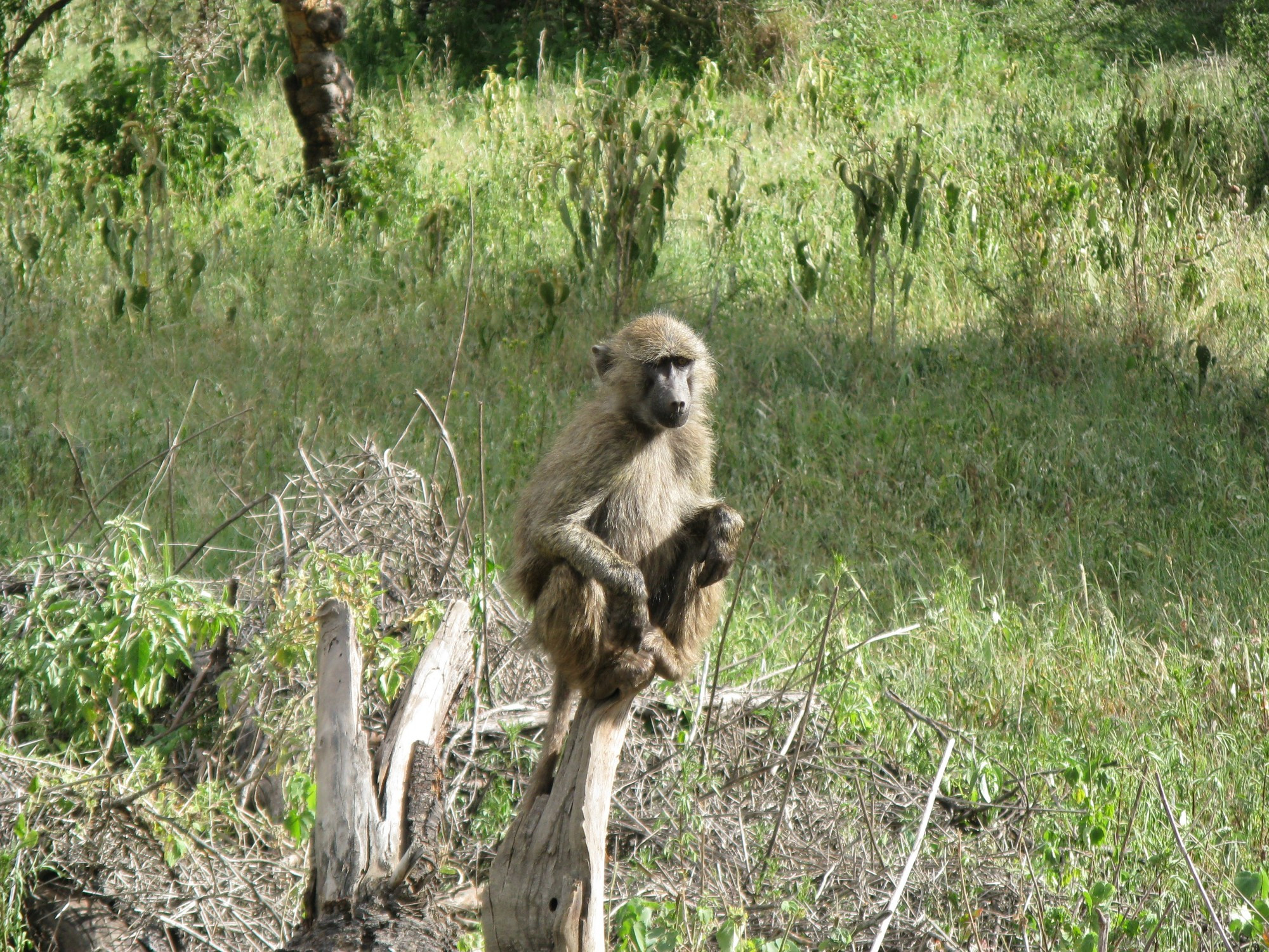 Tanzania