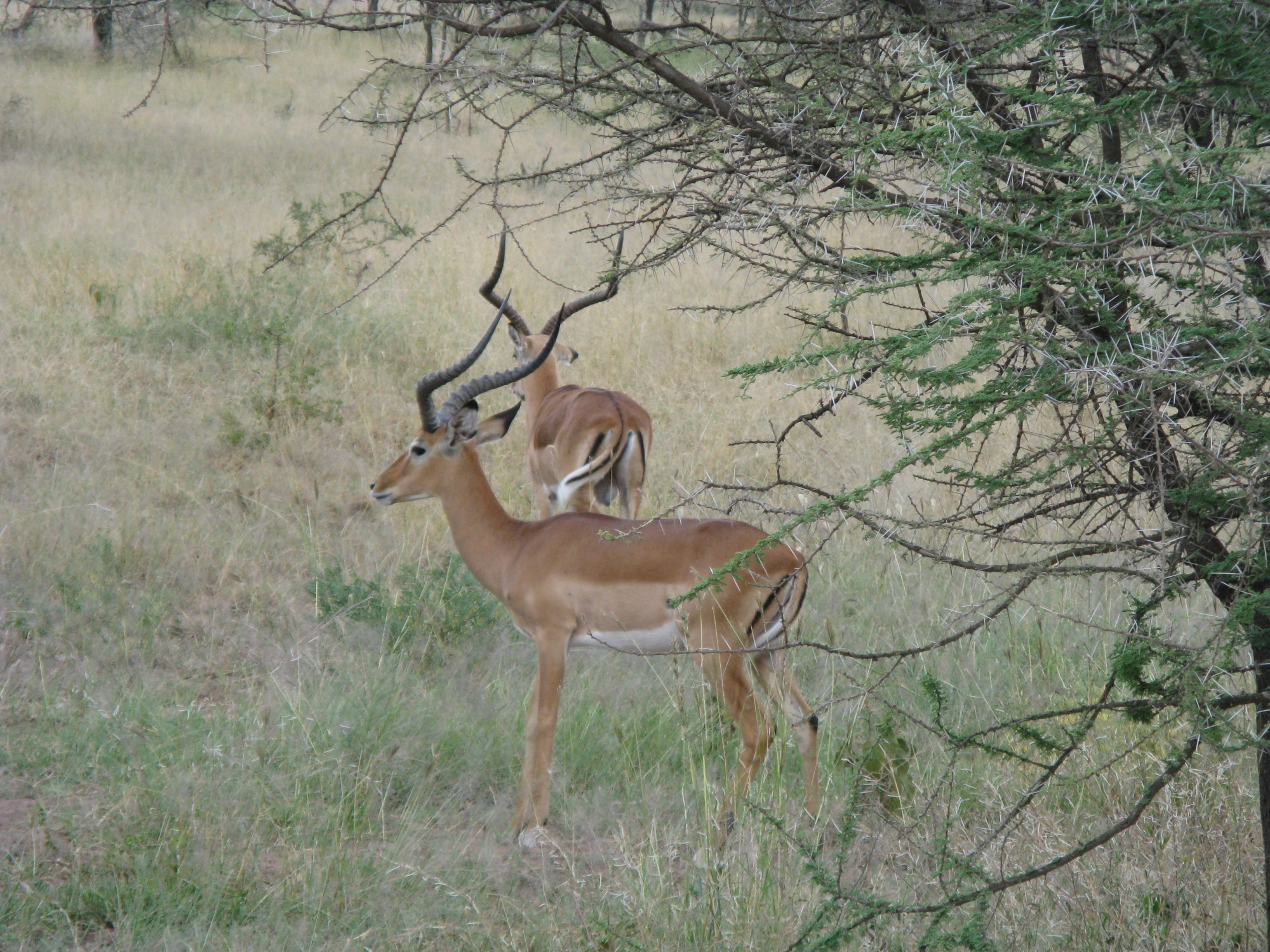 Tanzania