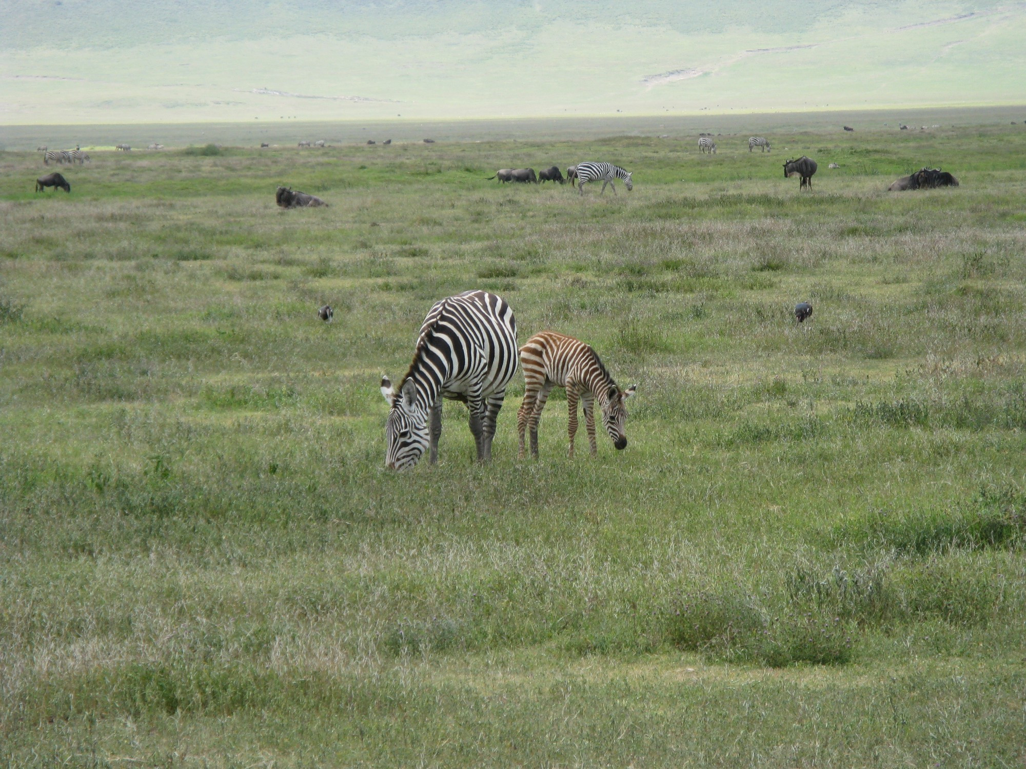 Tanzania