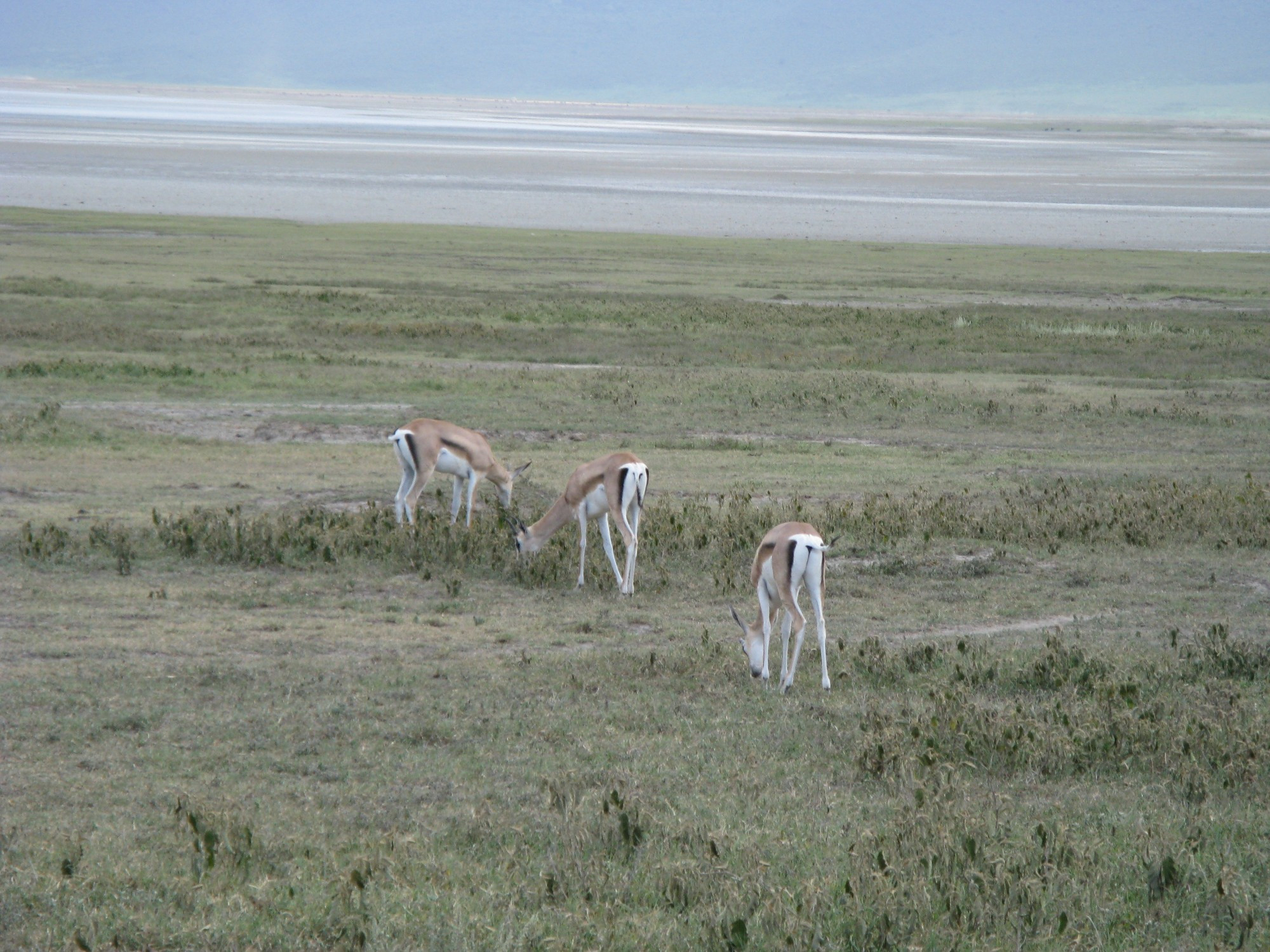 Tanzania