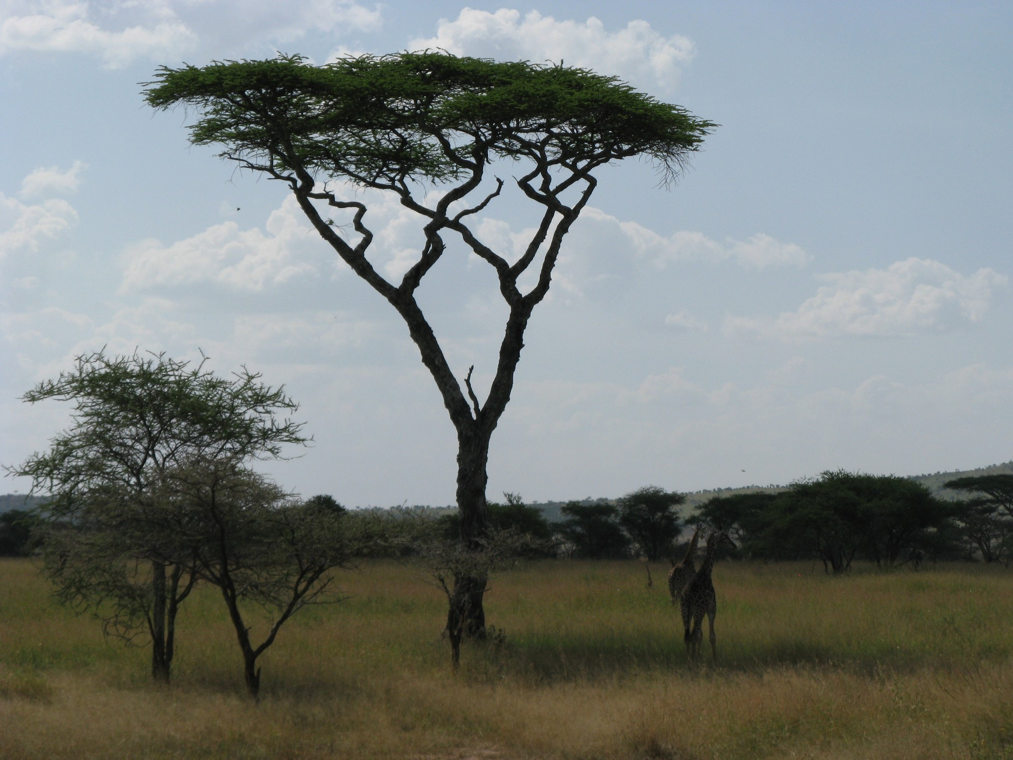 Tanzania