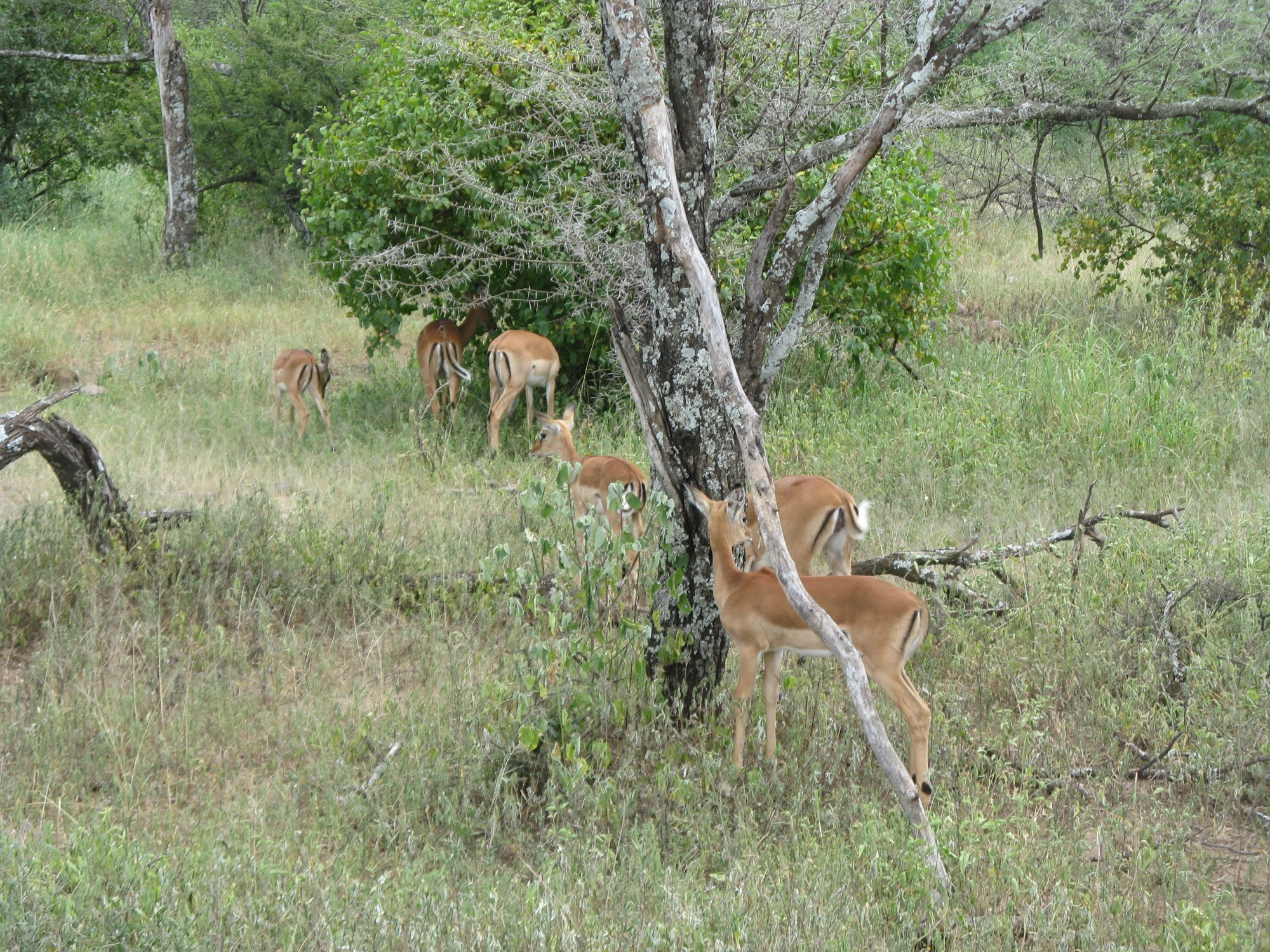 Tanzania