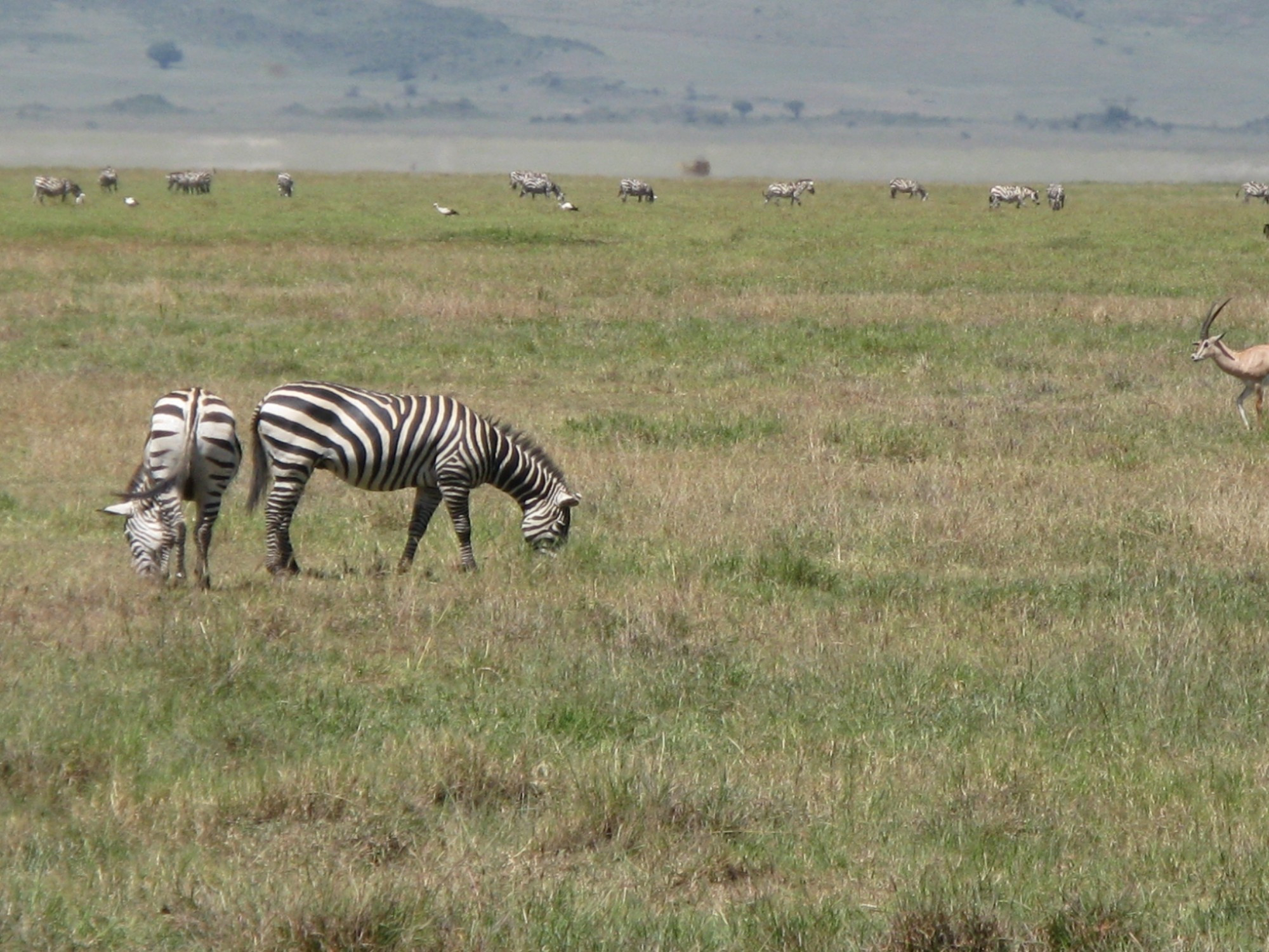 Tanzania