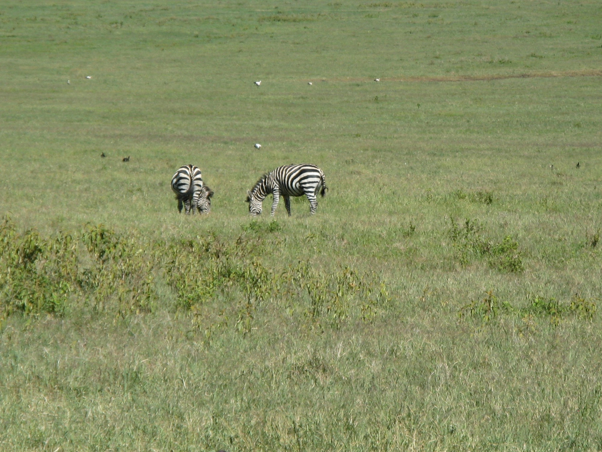 Tanzania