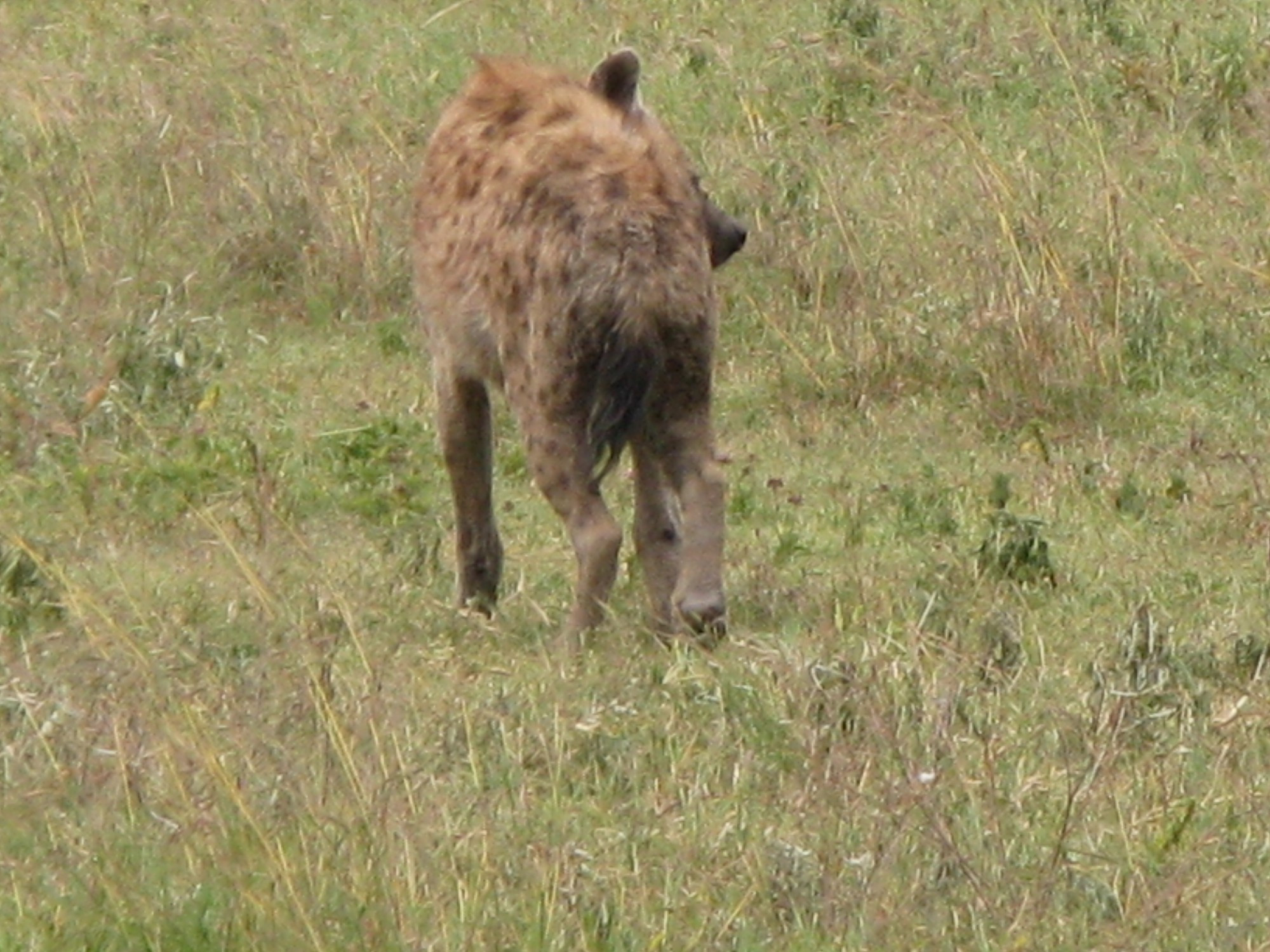 Tanzania