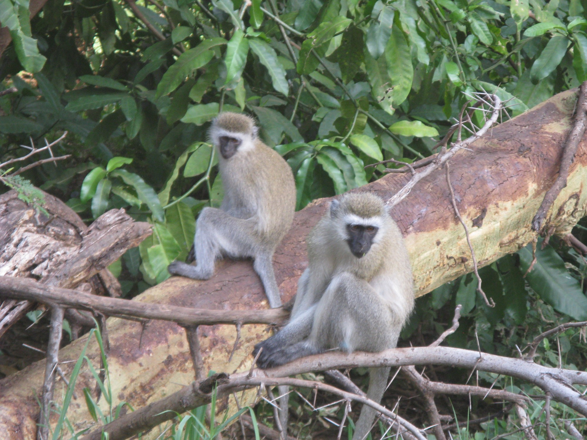 Tanzania