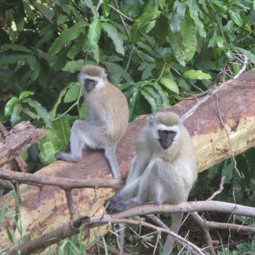 Tanzania