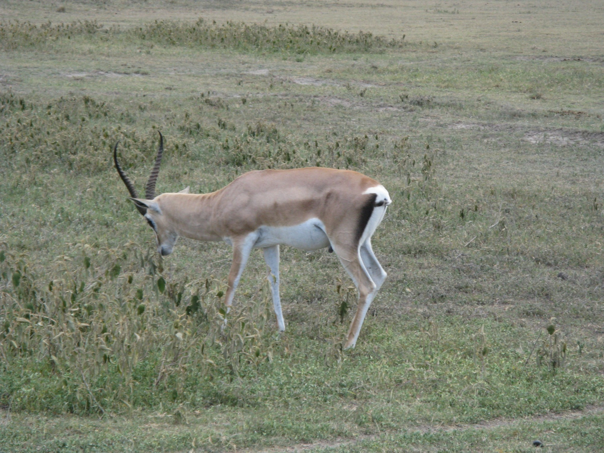 Tanzania