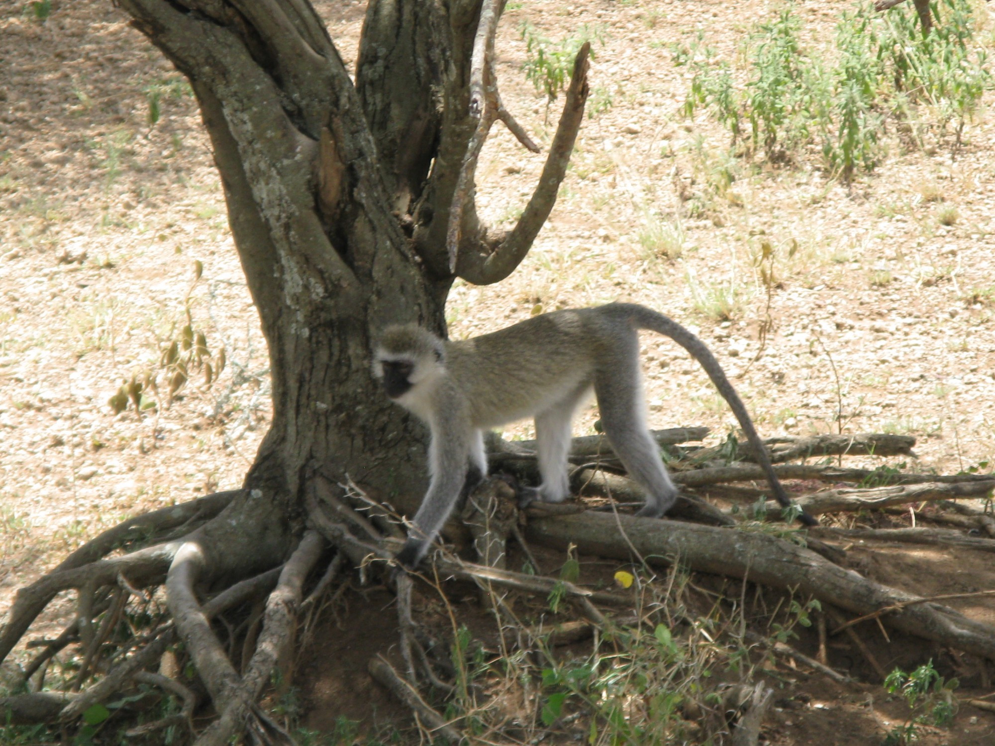 Tanzania