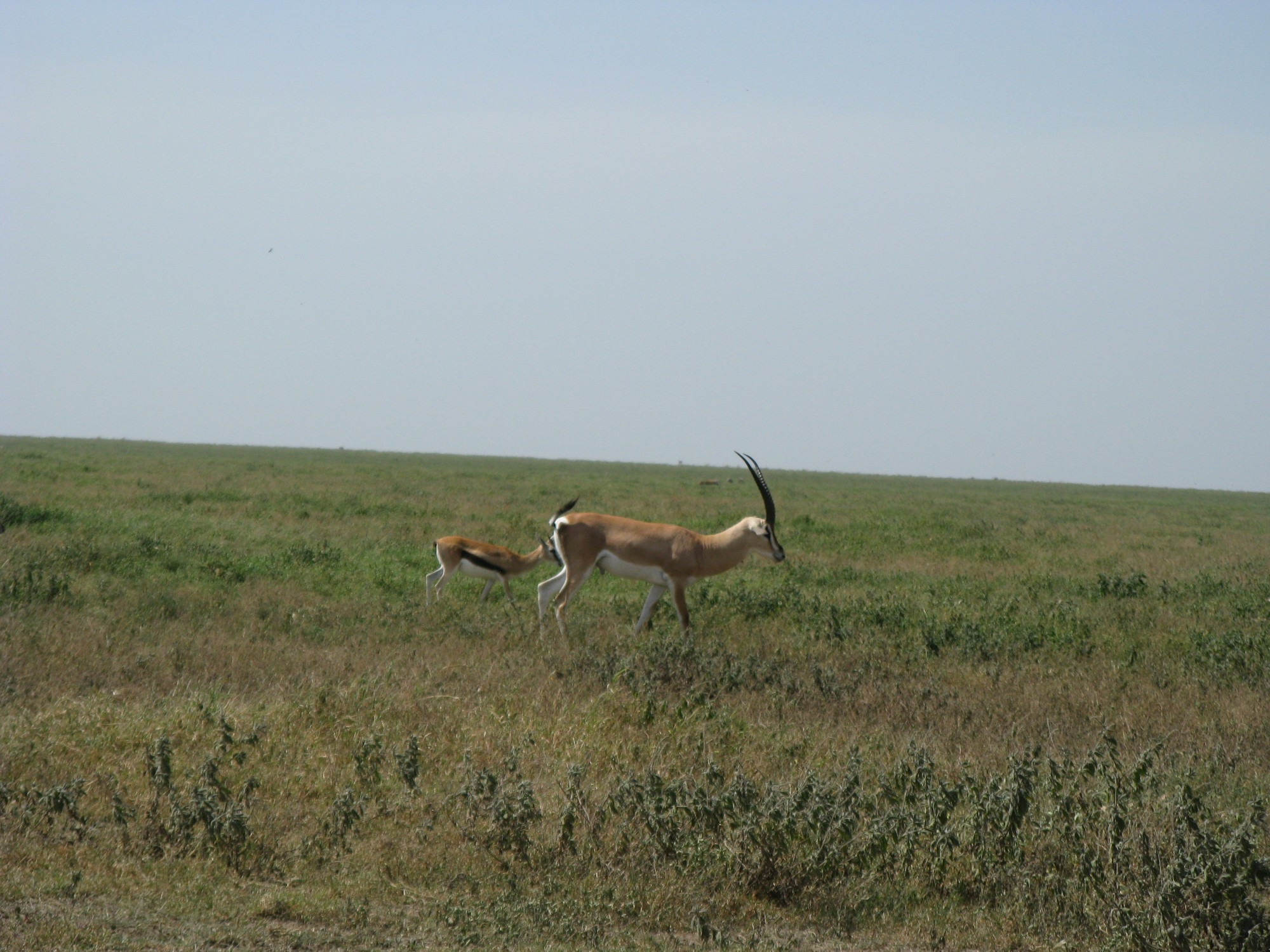 Tanzania