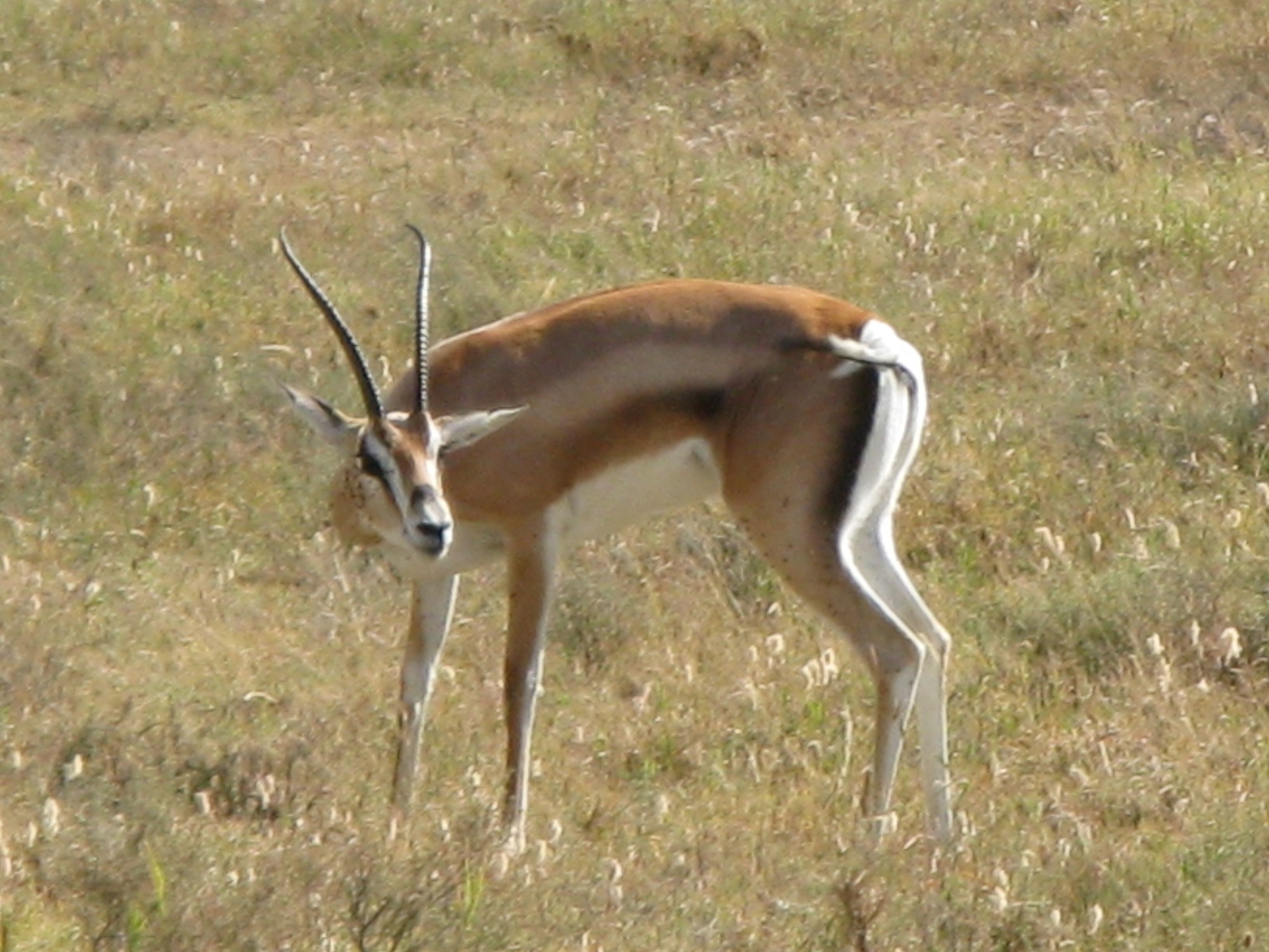 Tanzania