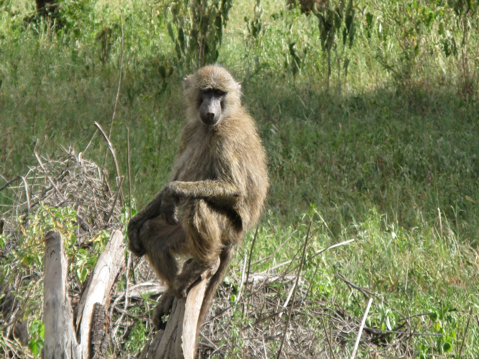 Tanzania